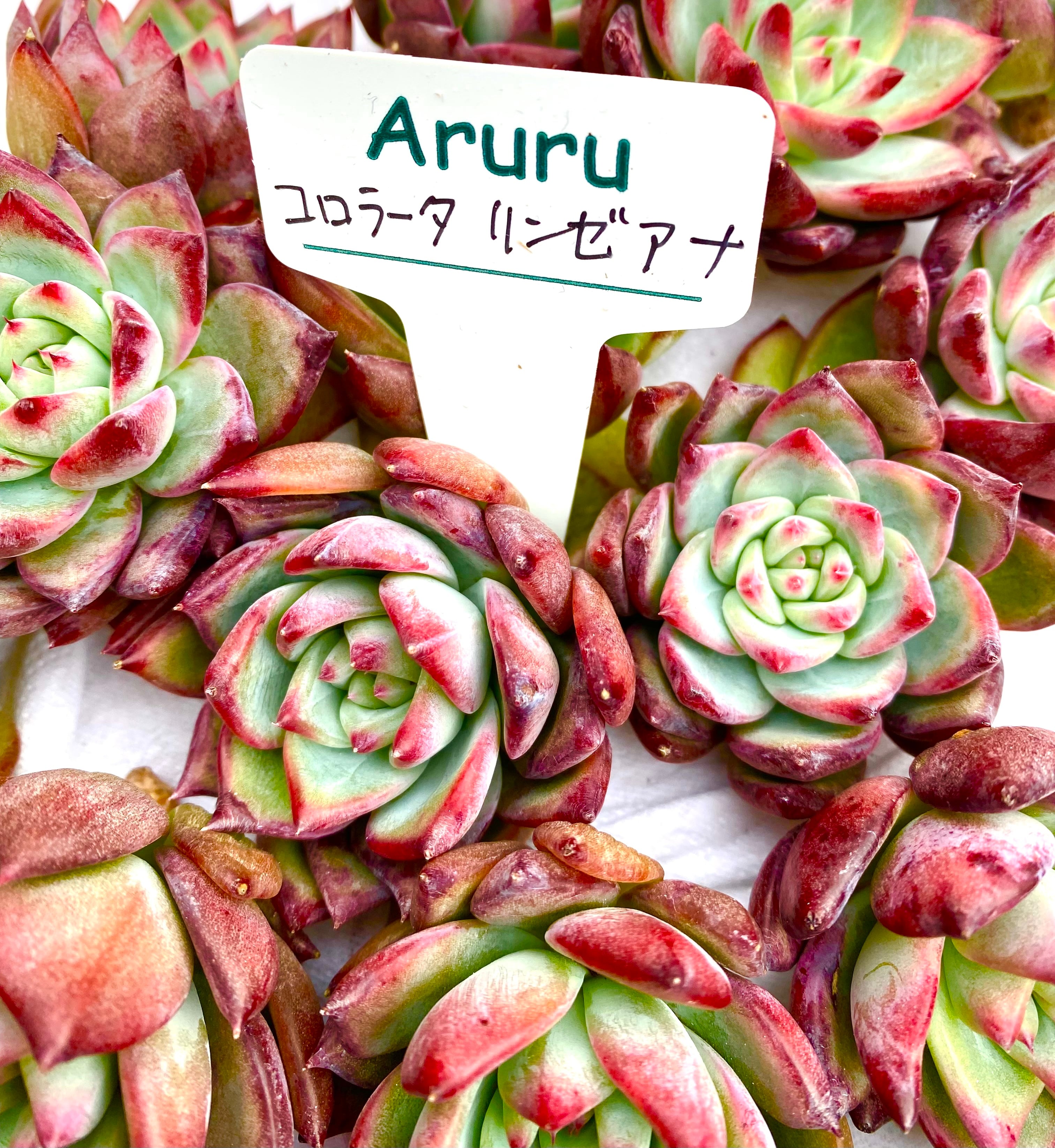 リンゼアナとコロラータ | ブログ版Olive&SucculentGarden 多肉植物