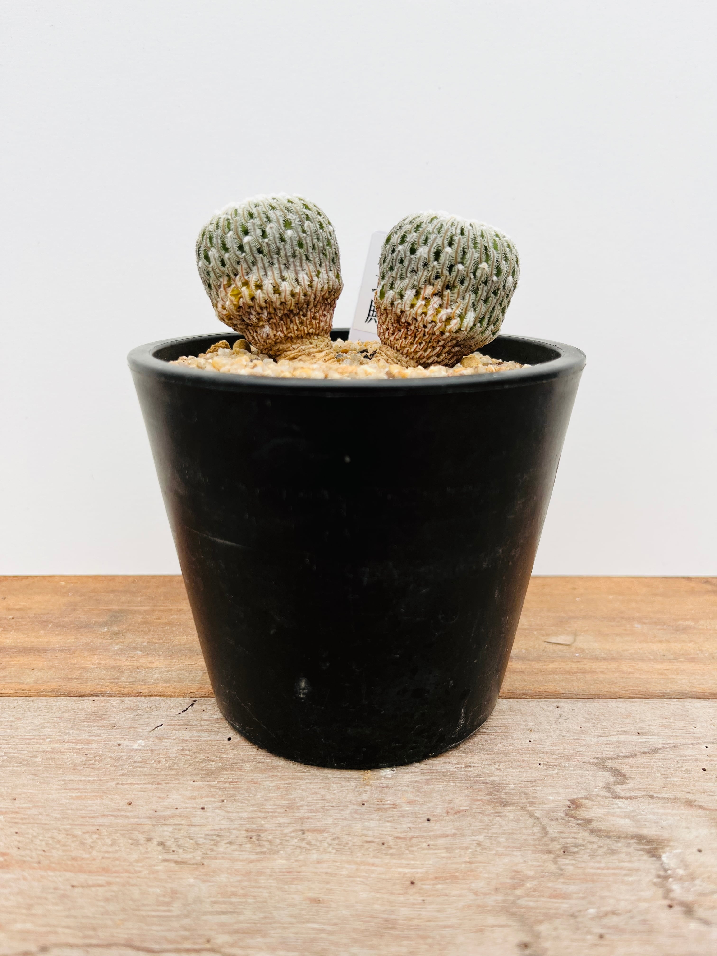 ツルビニカルプス【精巧殿】サボテン Turbinicarpus pseudopectinatus 精巧殿 サボテン | plants MARU