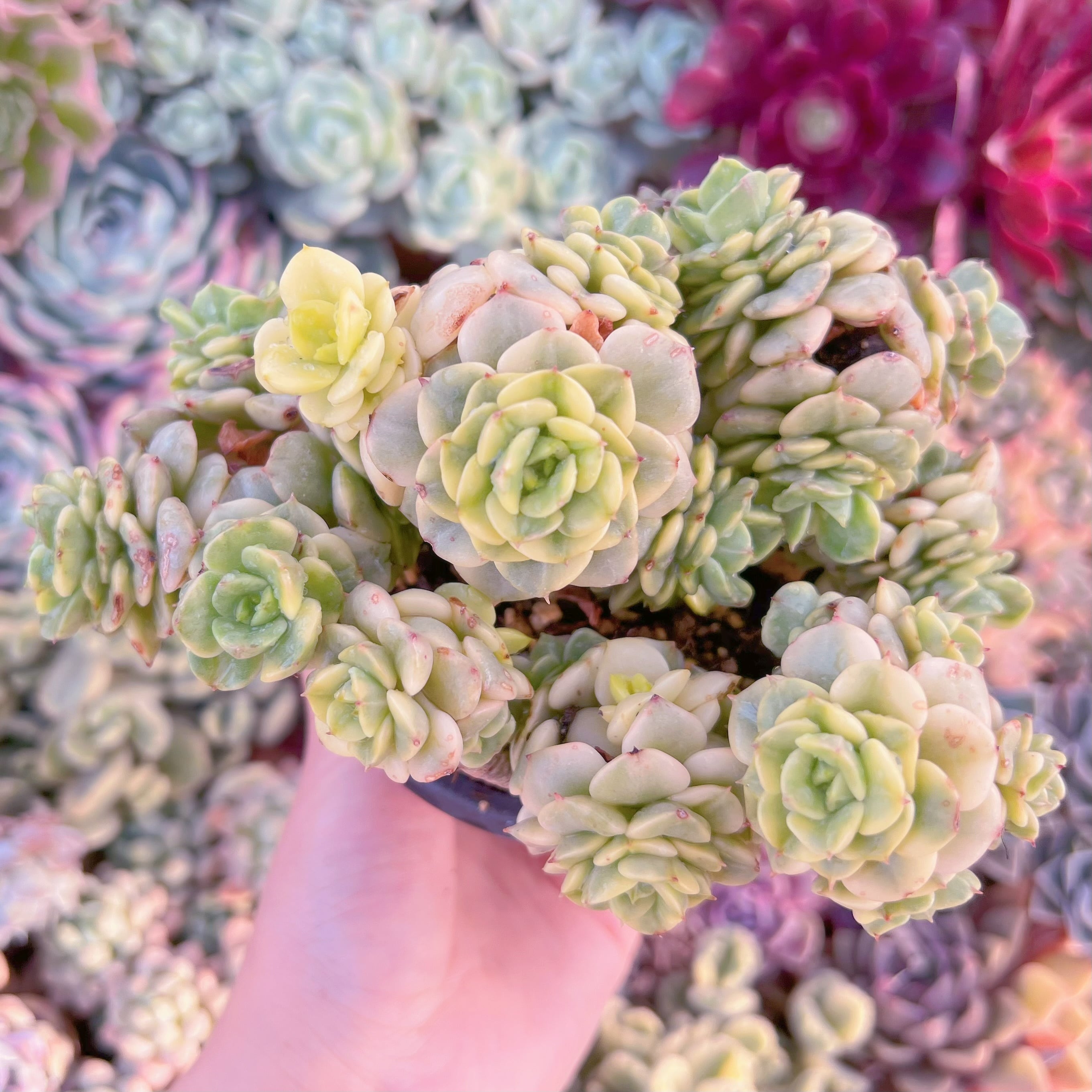 現品　ヌダ錦#934　るる農園