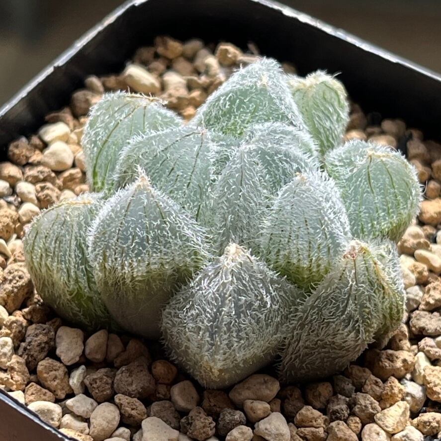 ハオルチア 萩原No.5錦(子株付き) | mocono_plants ハオルチア 萩原No.5錦(子株付き) | mocono_plants