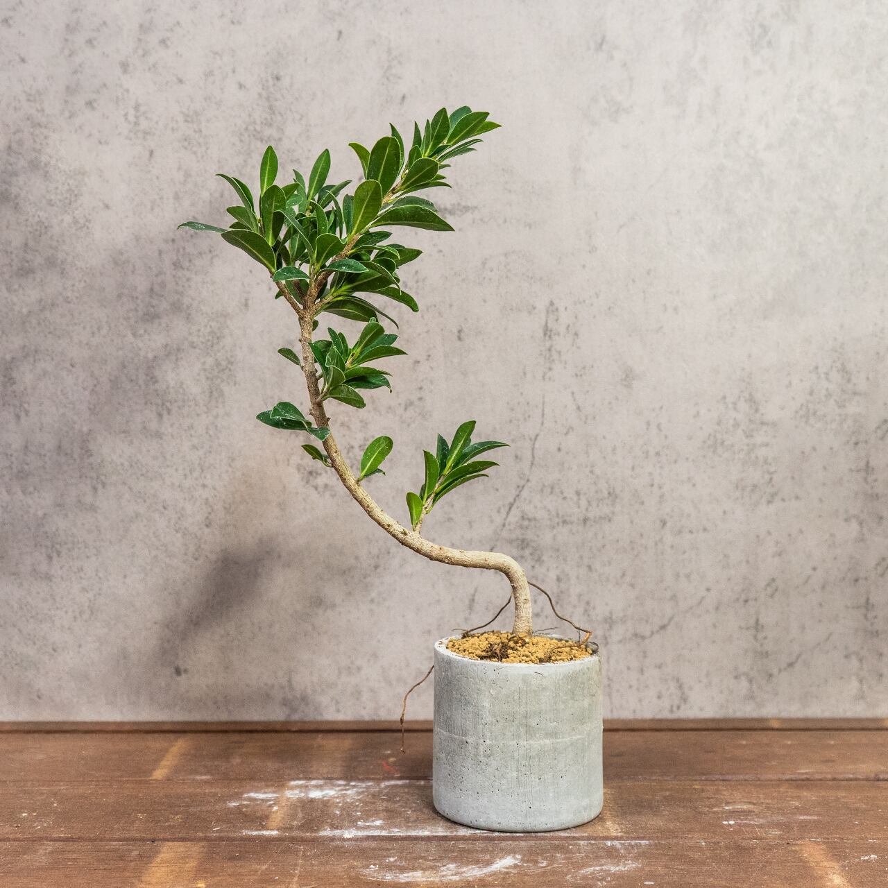 フィカス・コンパクタ｜細葉が引き立つ美曲がりフォルムのインテリアグリーン【虫発生抑制／手作りモルタル鉢】
