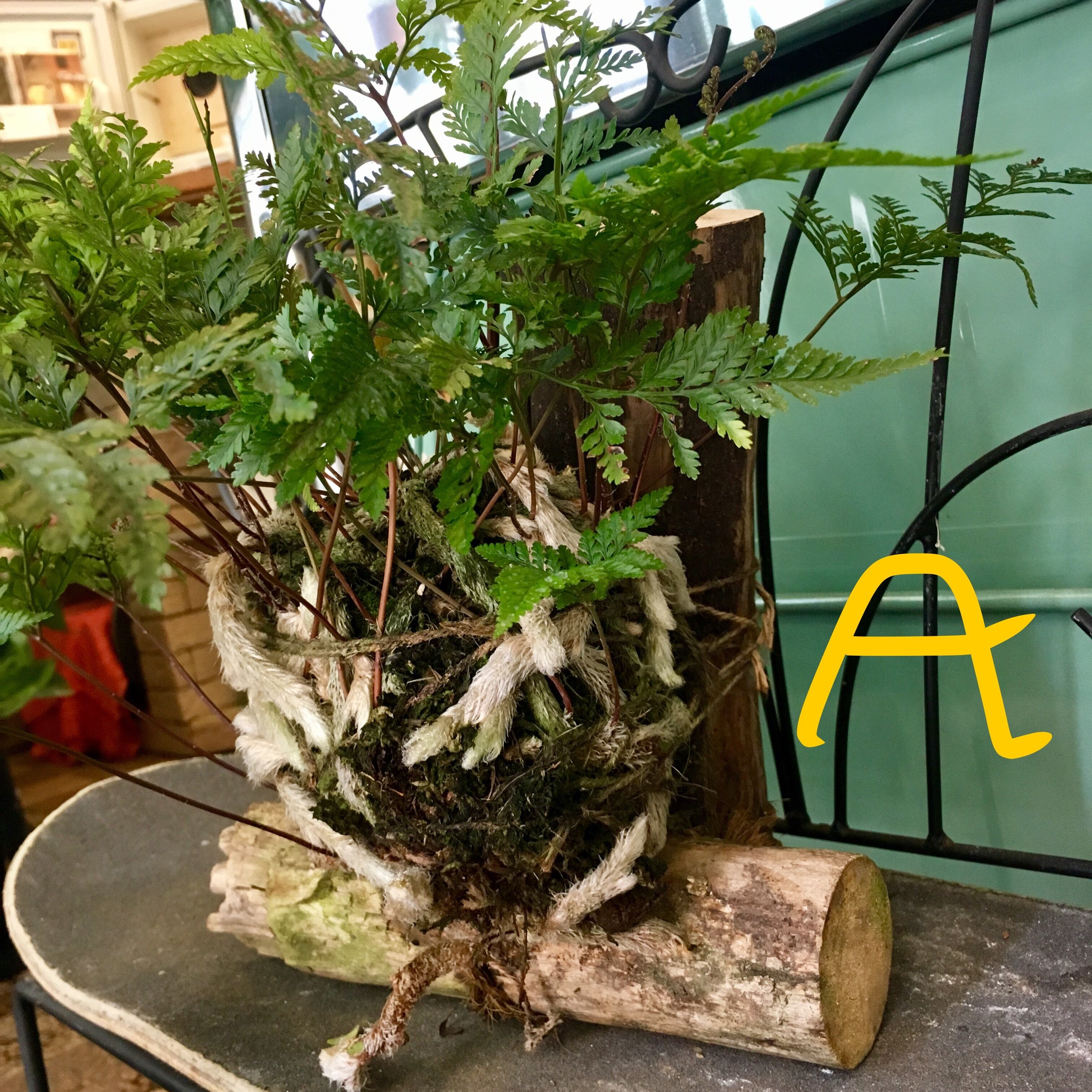 シノブ 苔玉 | ハルカゼフラワー