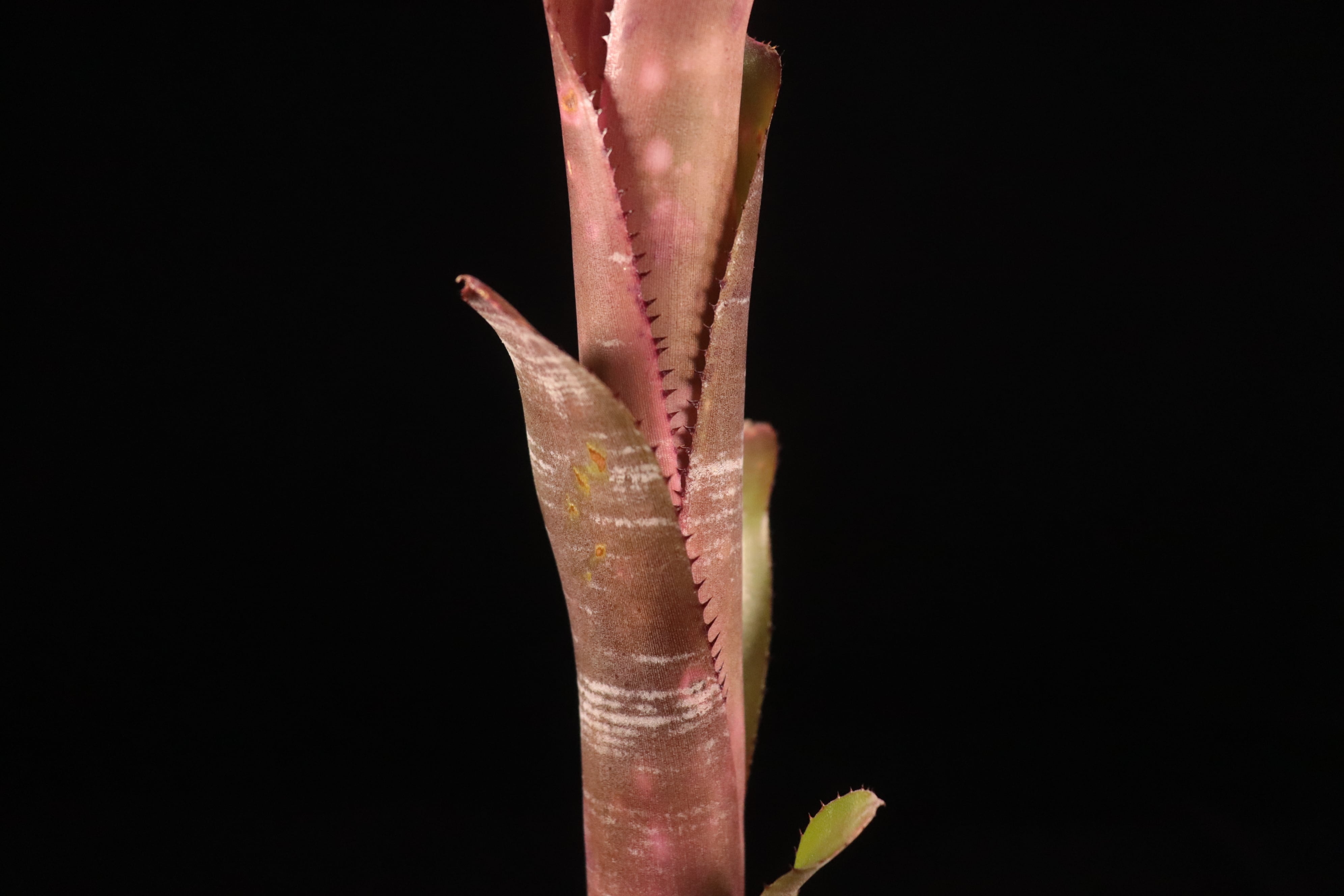 Billbergia 'Incendiary Delight'〔ビルベルギア〕B189-1 | plane plants