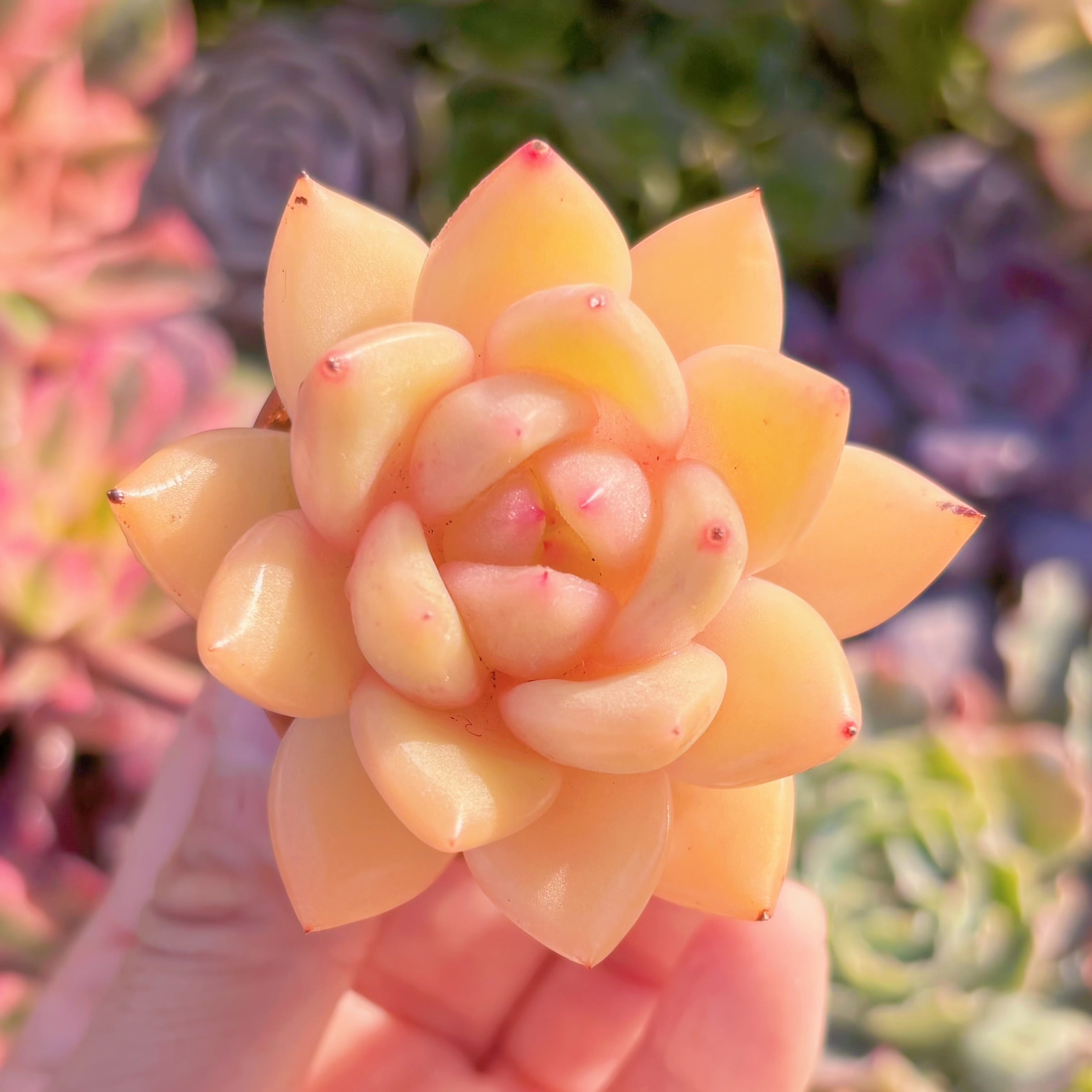 多肉植物　ゴールドシャンパン　新入荷　るる農園