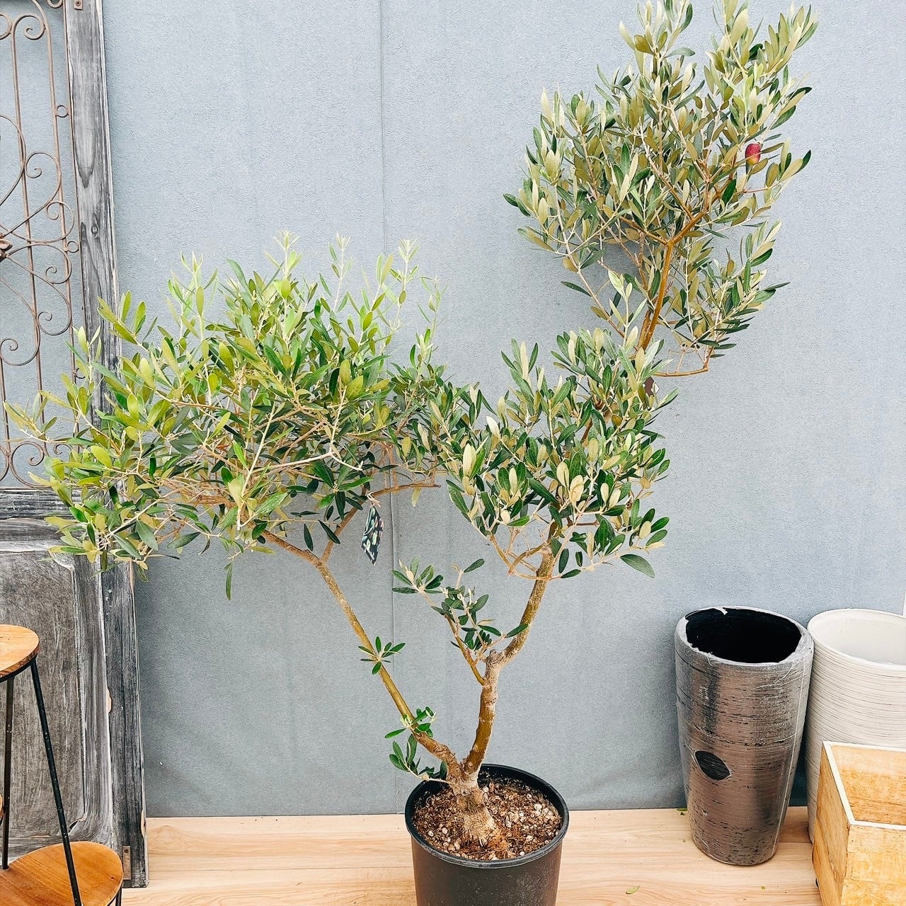 現品］♡かわいい♡ 5番 創樹 オリーブ ネバディロブランコ 5号 観葉