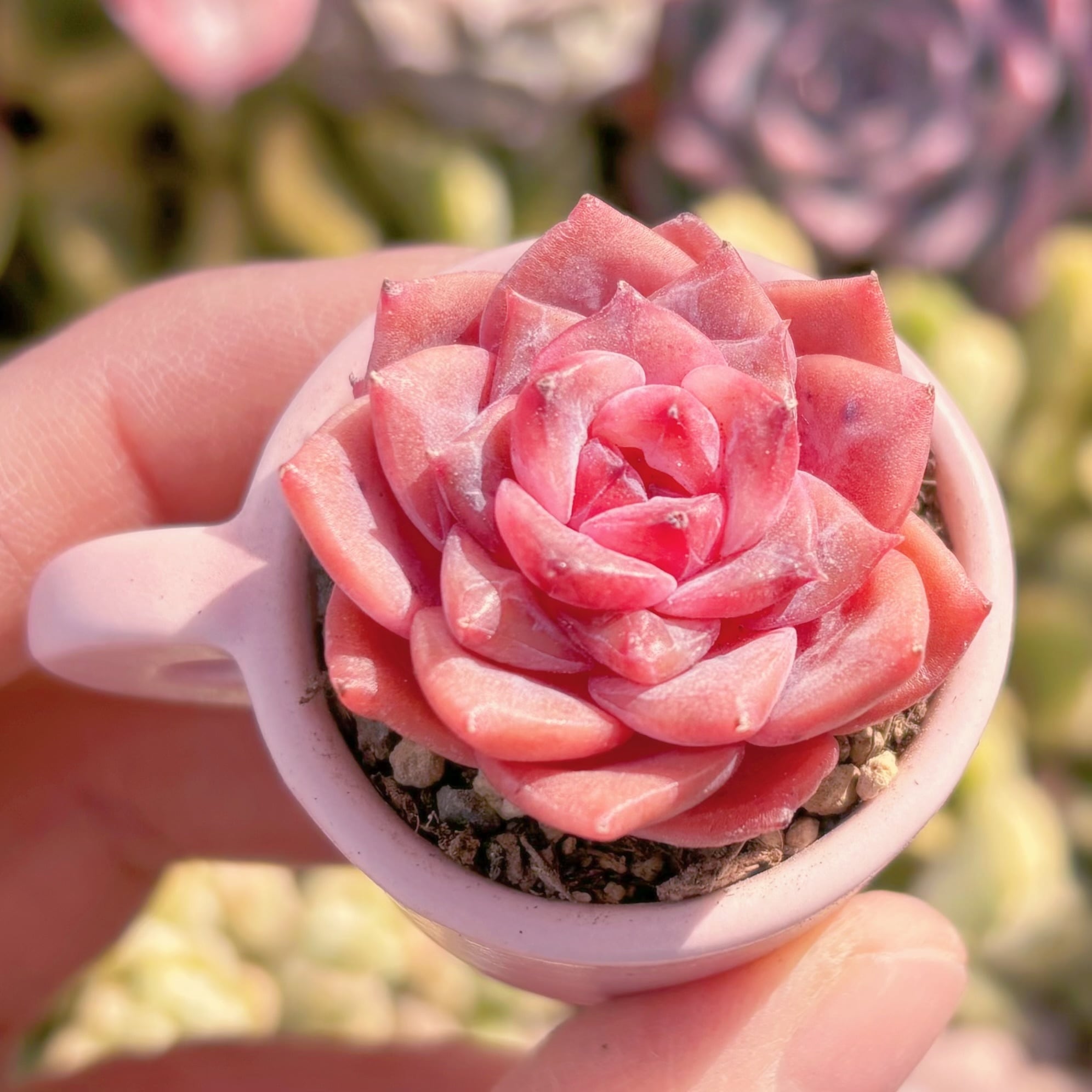 多肉植物 レッドダイヤモンド(小) 新入荷 るる農園 | るる農園~多肉