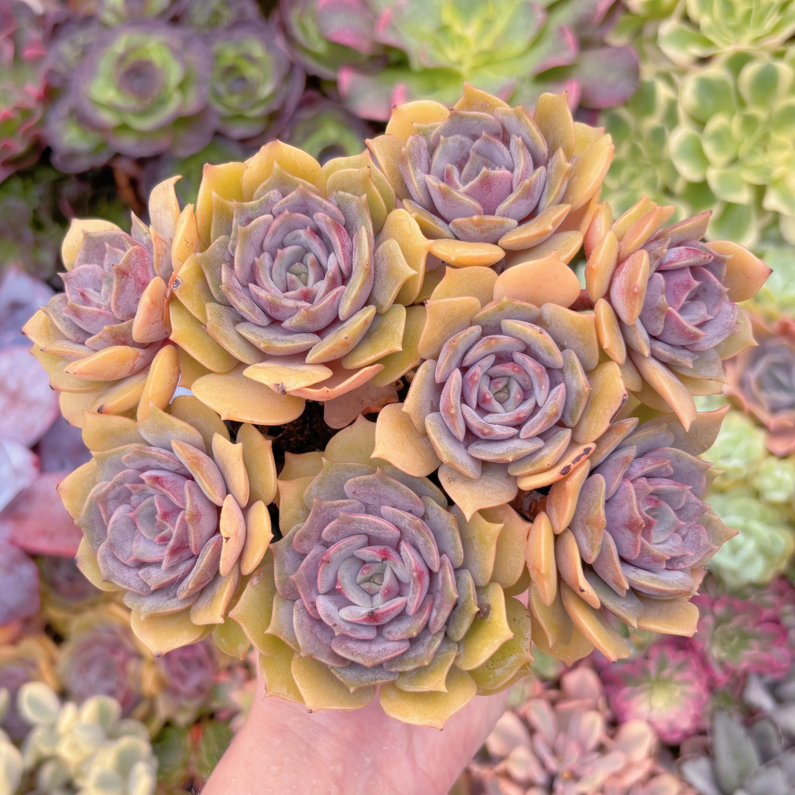 現品　紫姫#705　在庫僅少　大群生　るる農園