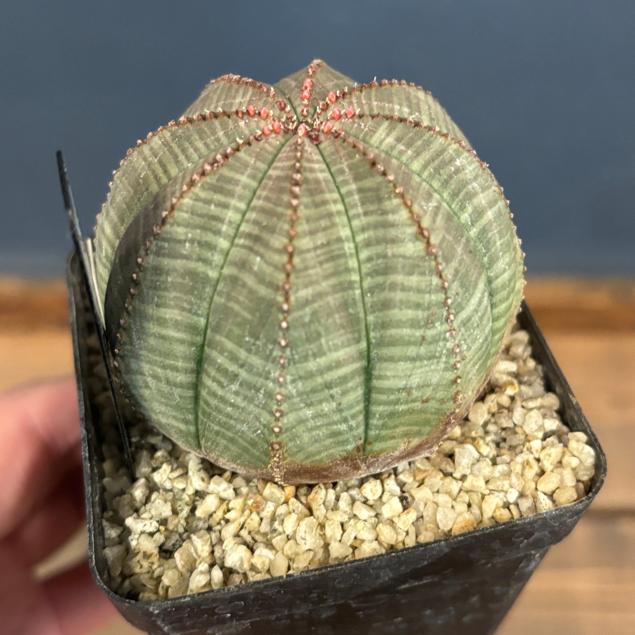 ユーフォルビア オベサ【314】