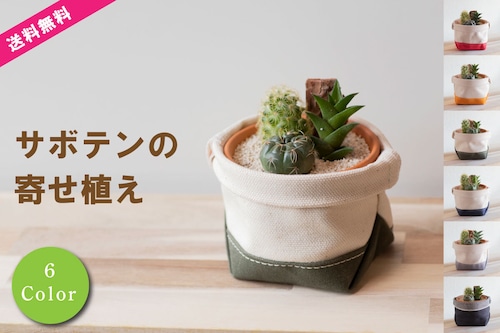 【サボテン寄せ植えと鉢カバー2点セット】サボテン屋さんとのコラボ商品