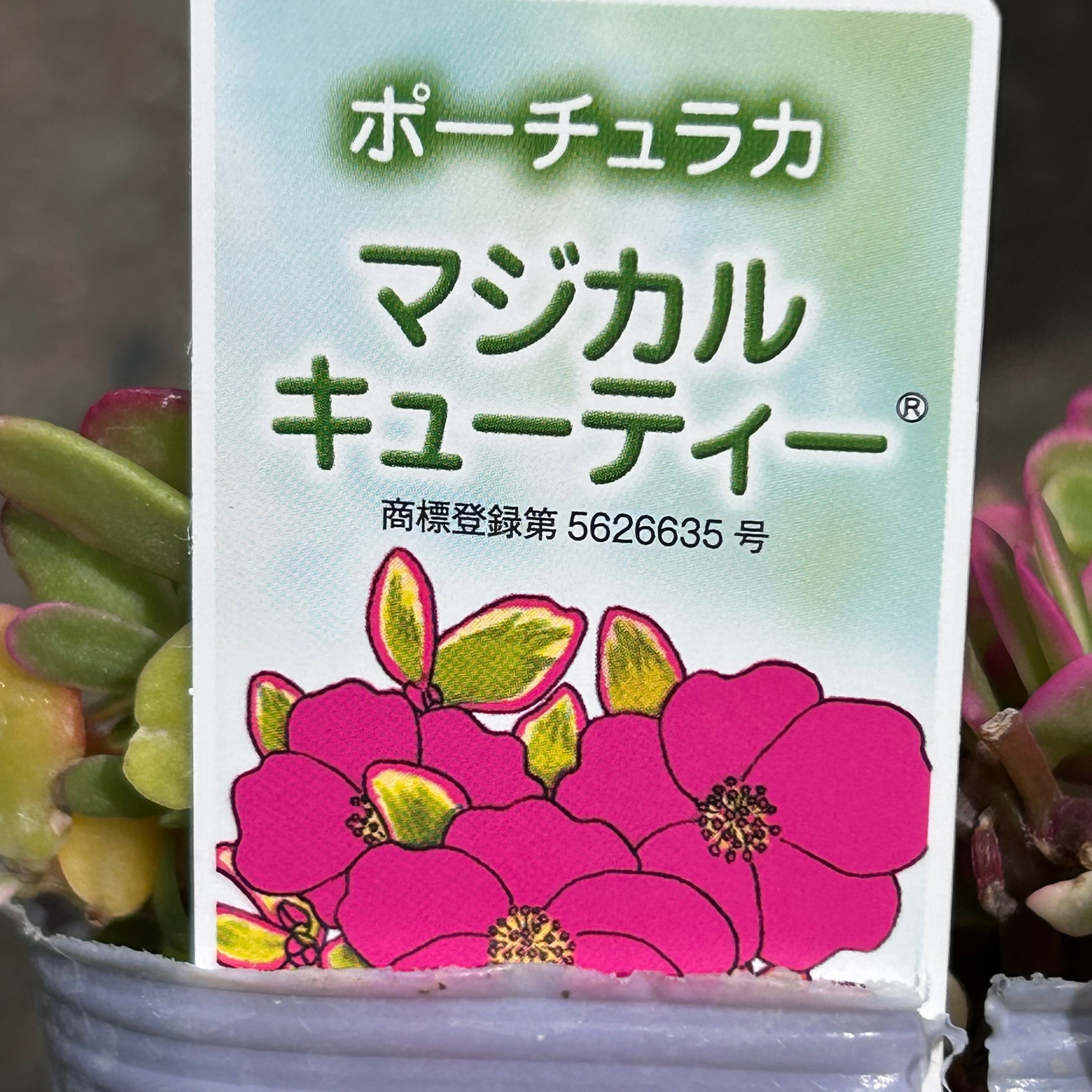 ポーチュラカ(マジカルキューティー) | RuPo 多肉植物専門店