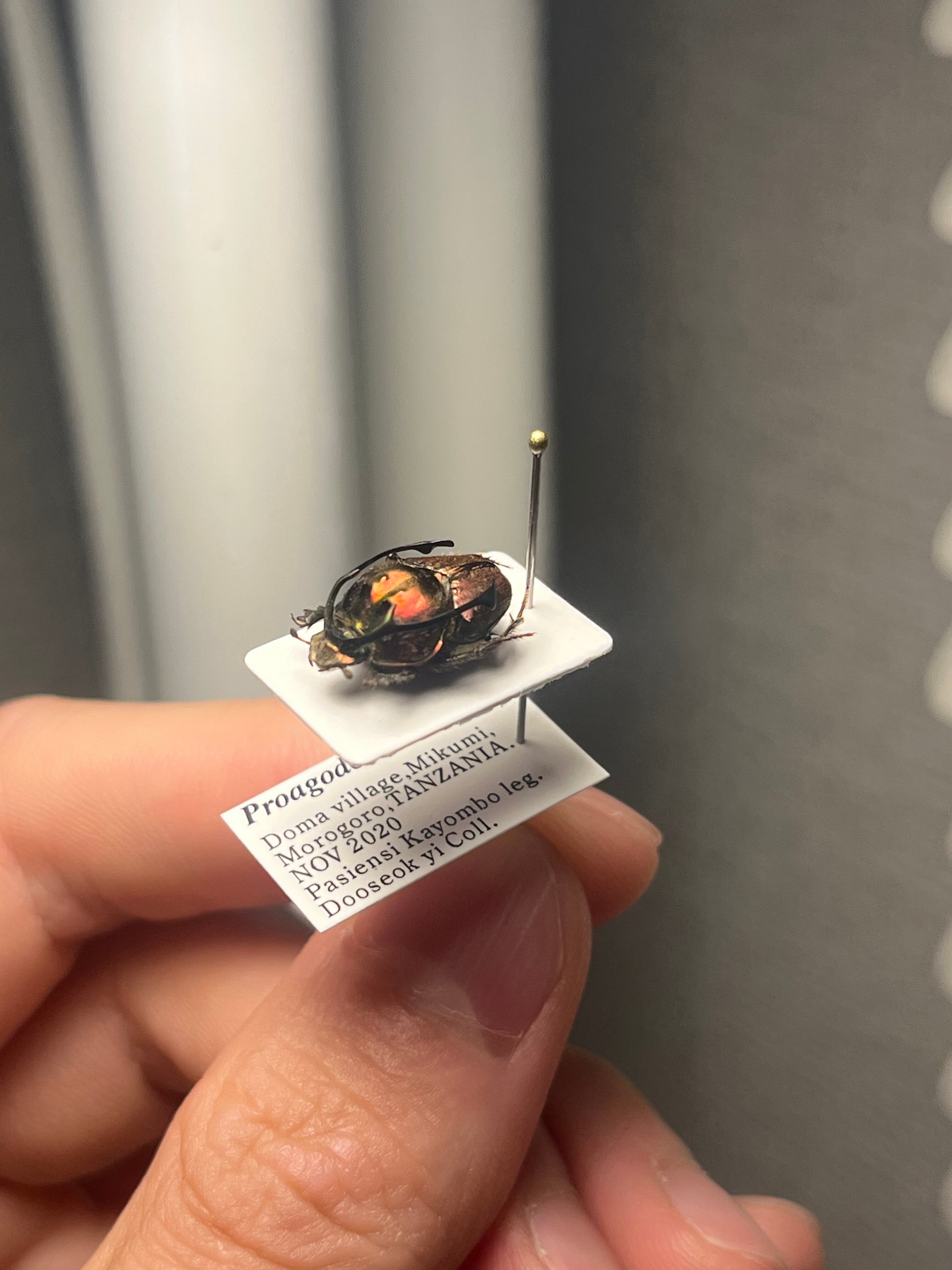 13mm♂】赤シカツノエンマコガネ フンチュウ糞虫昆虫標本甲虫