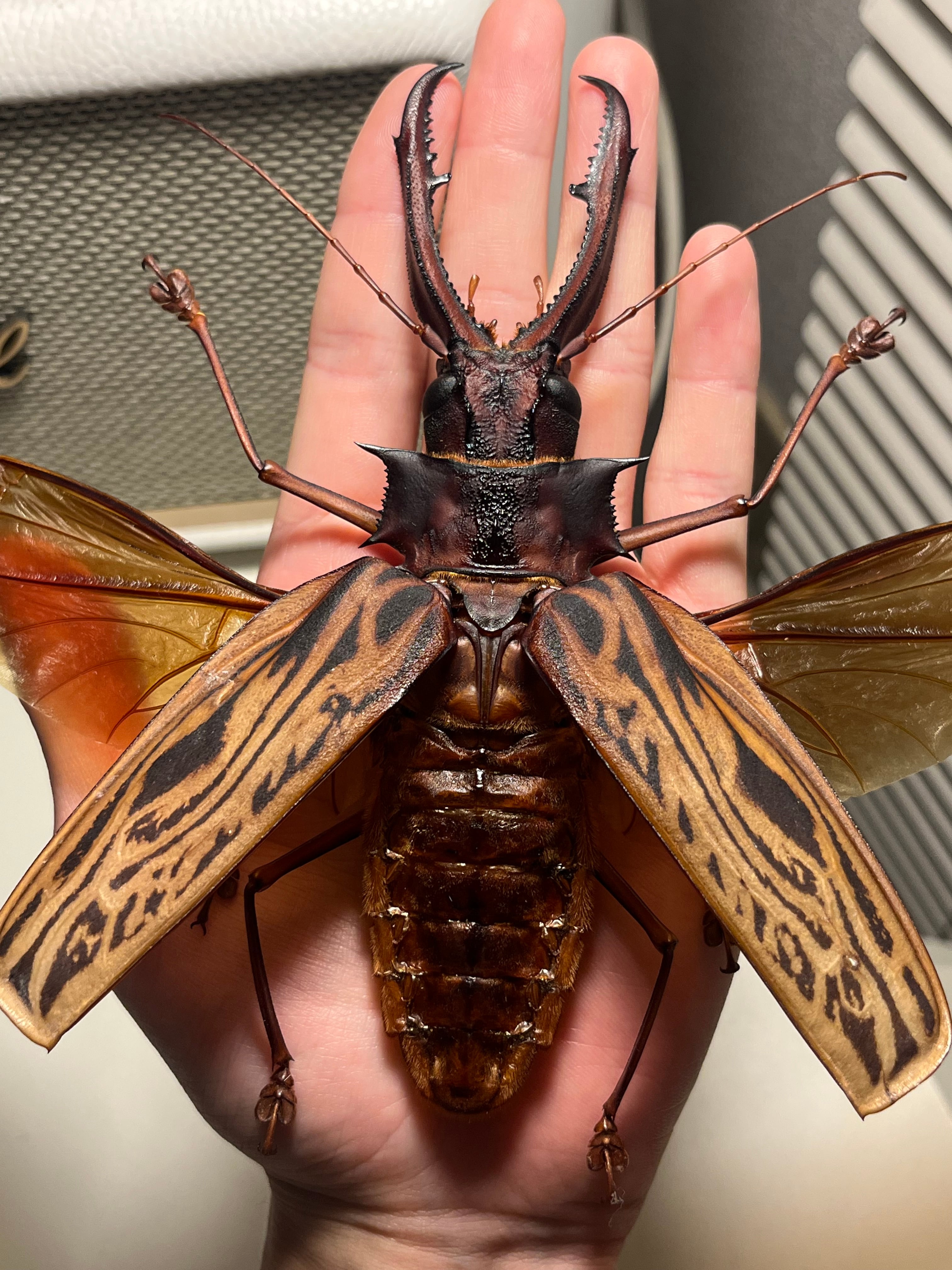 開翅155mm】オオキバウスバカミキリ 標本 Macrodontia cervicornis