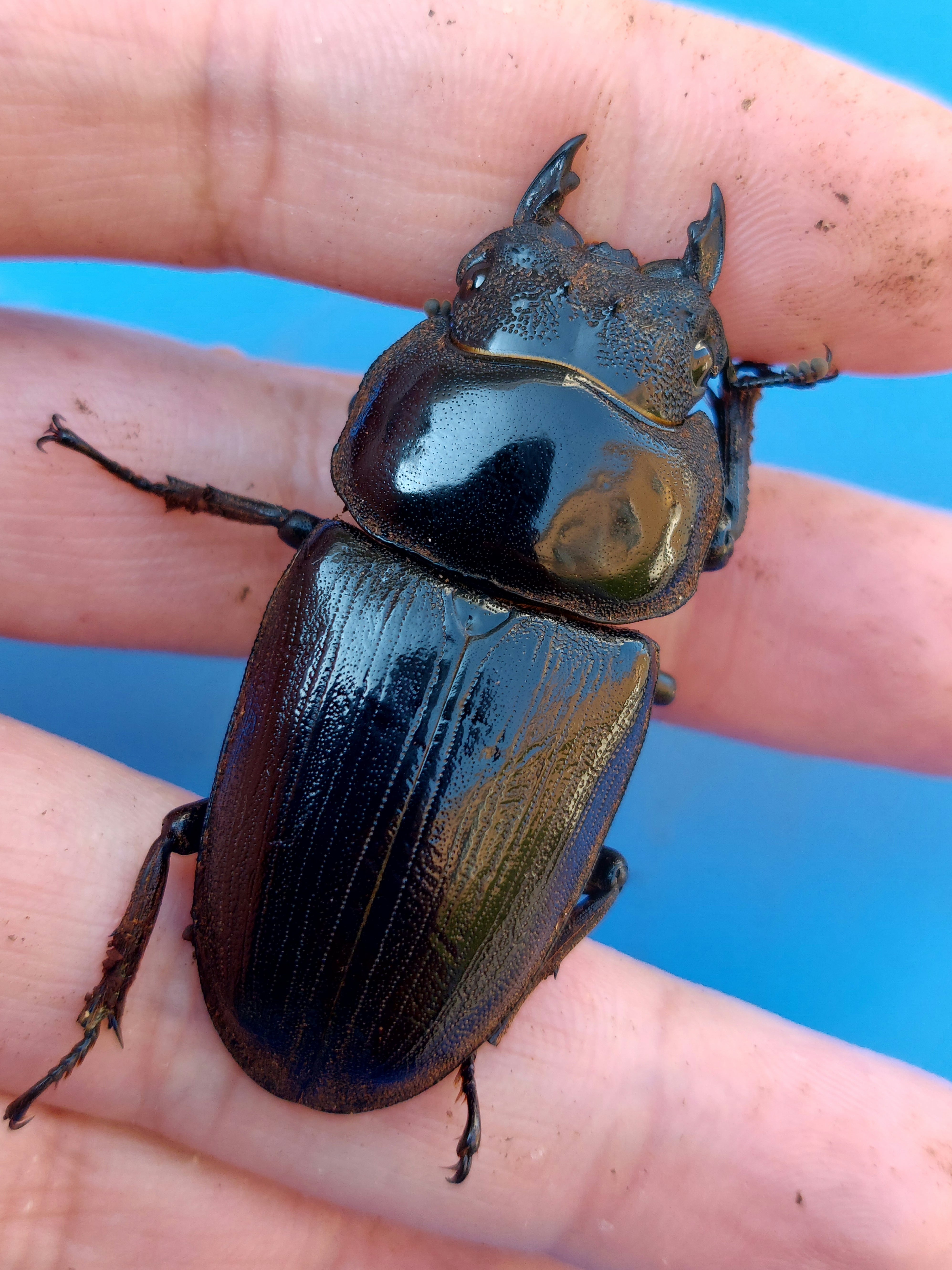 オオクワガタshop ”SHIZUOKA MATUNO KURUME” クワガタ販売