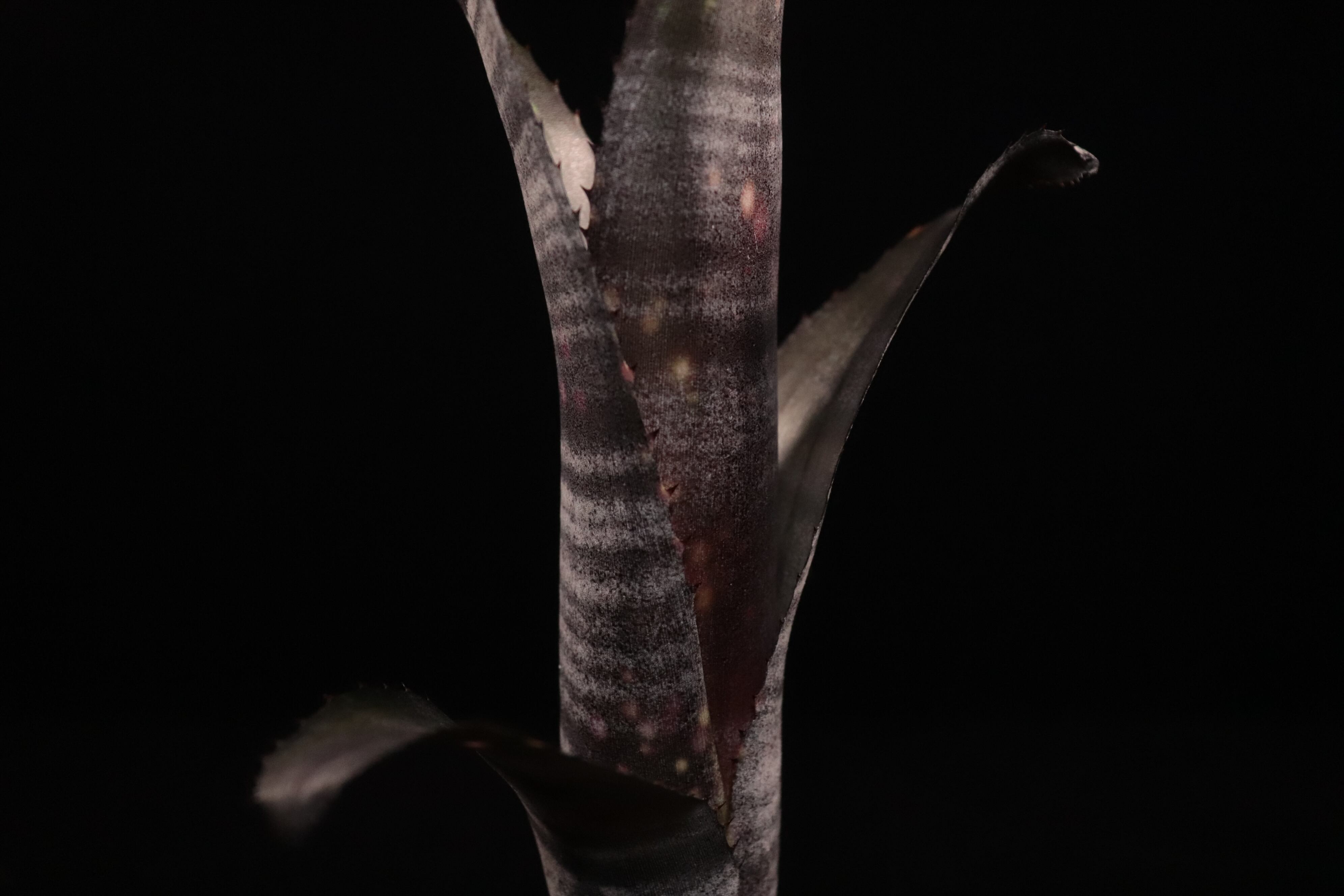 送料無料】Billbergia 'Domingos Martins' × 'Georgia'〔ビルベルギア