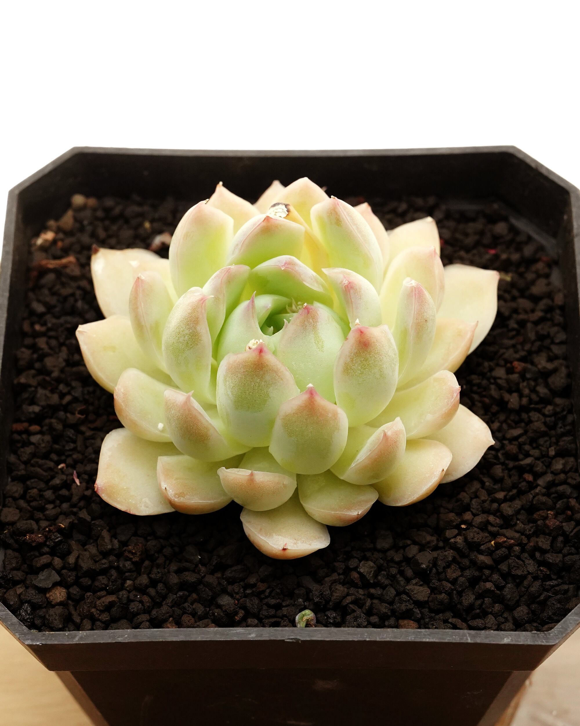 カット苗 ジュリエット 【日本初上陸？！】 Echeveria 'Juliet