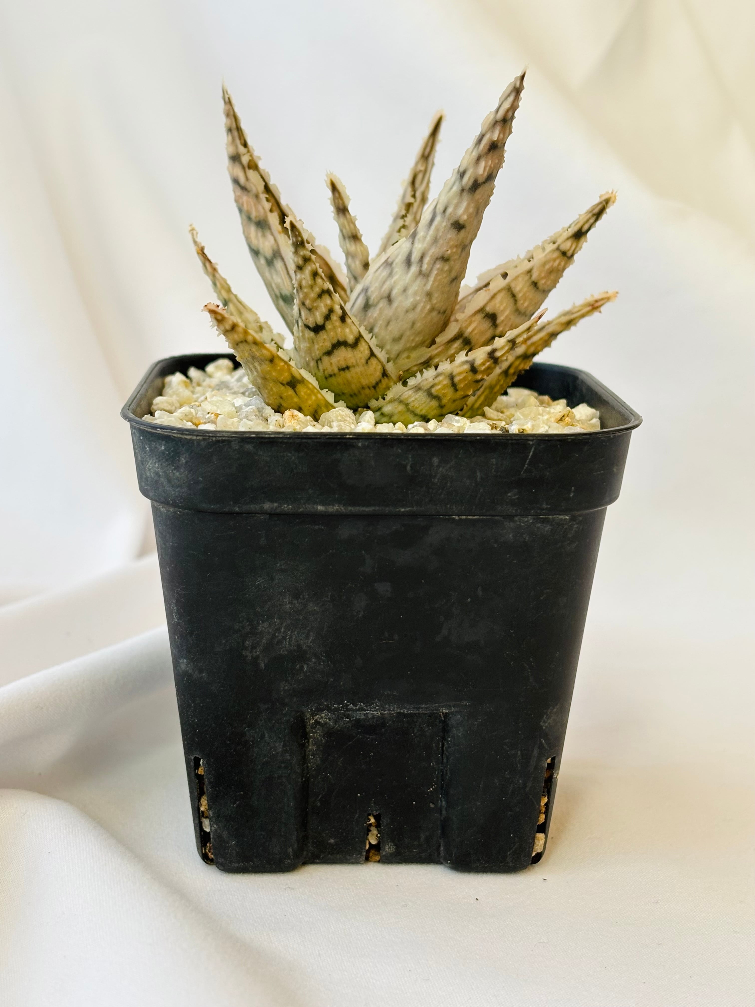 Aloe rauhii 'Super Snow flake' アロエ スーパースノーフレーク