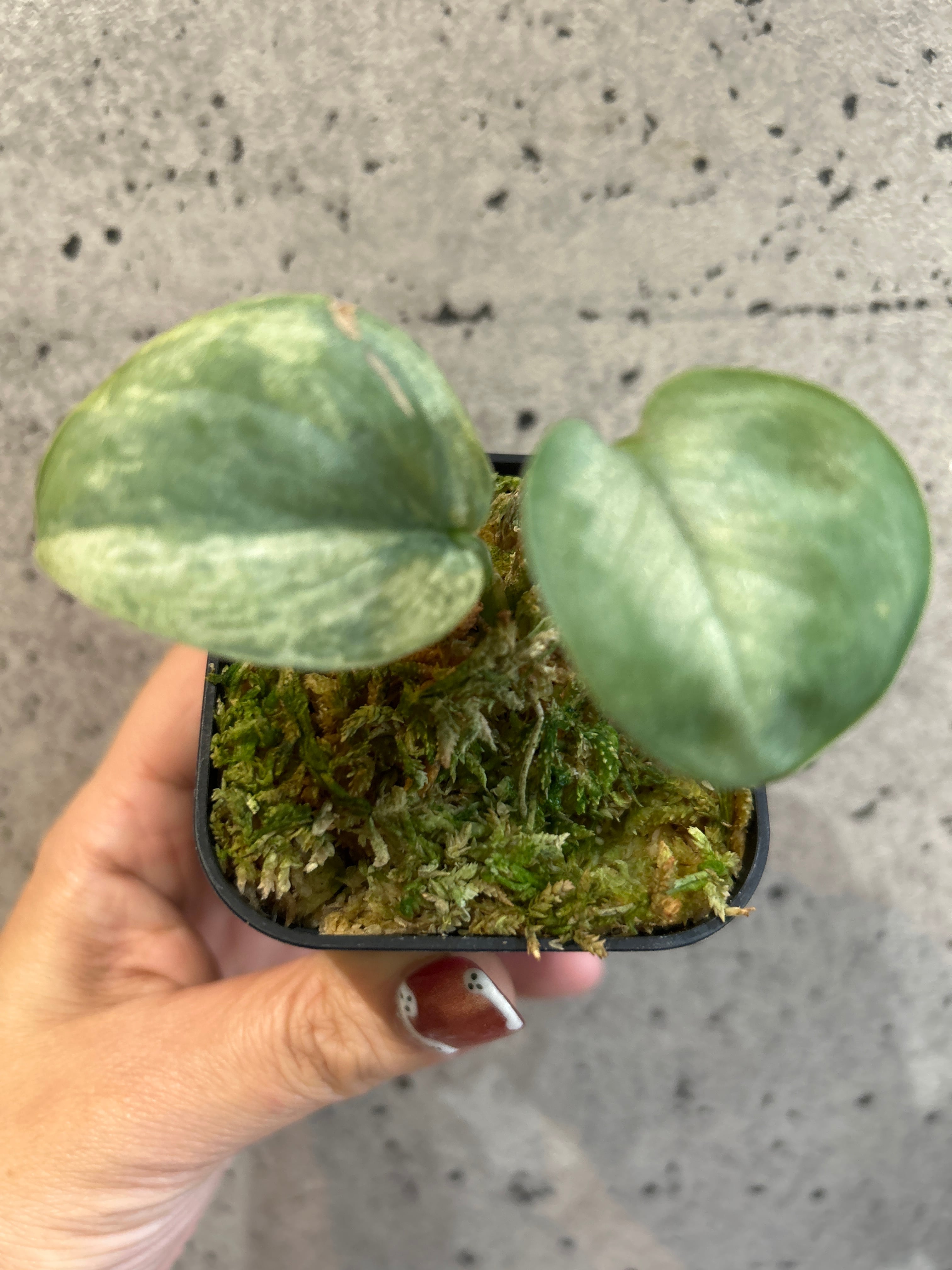 S80 スキンダプサス スーパースター | MIDORIYA 観葉植物専門店