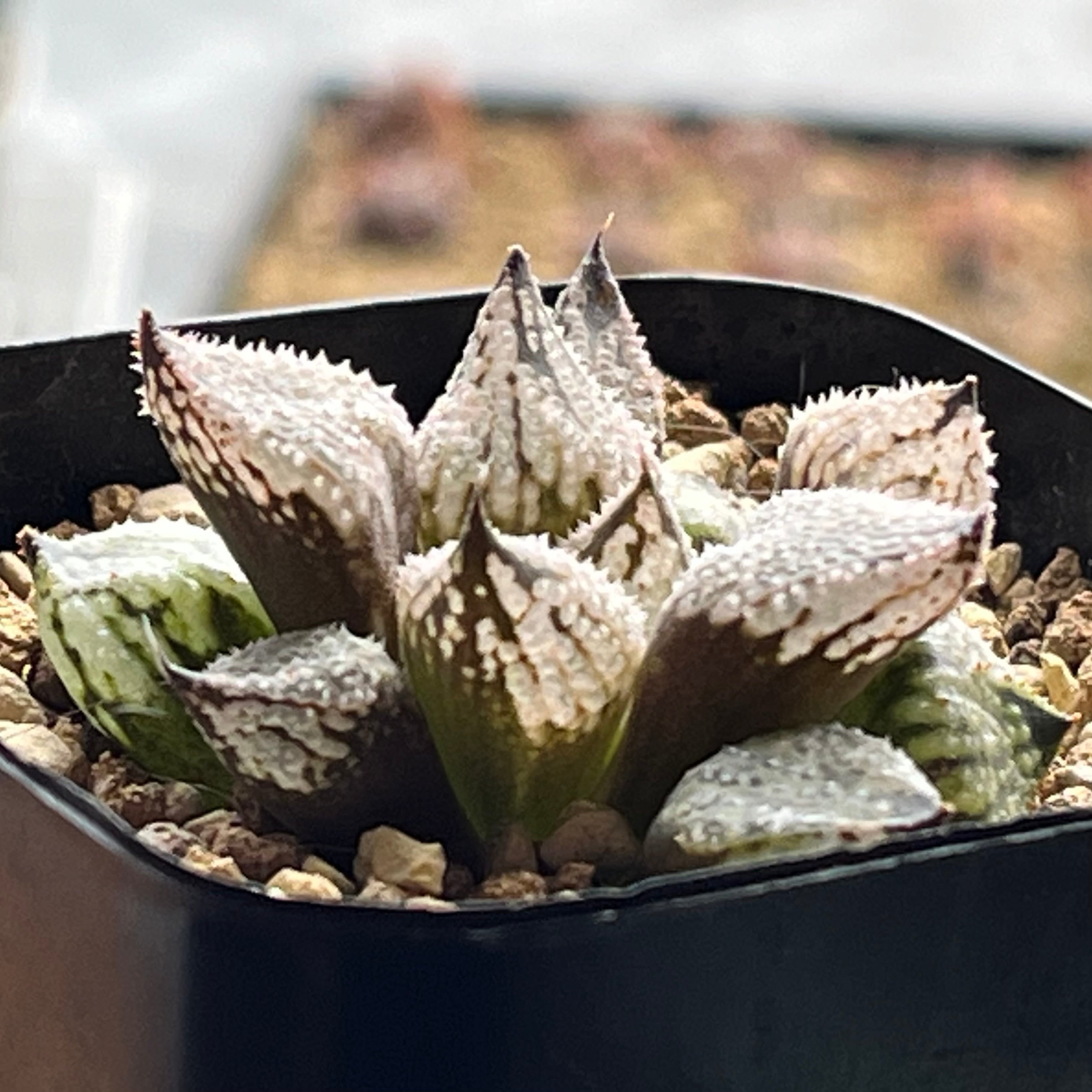 ハオルチア ミシェルミュータント | mocono_plants