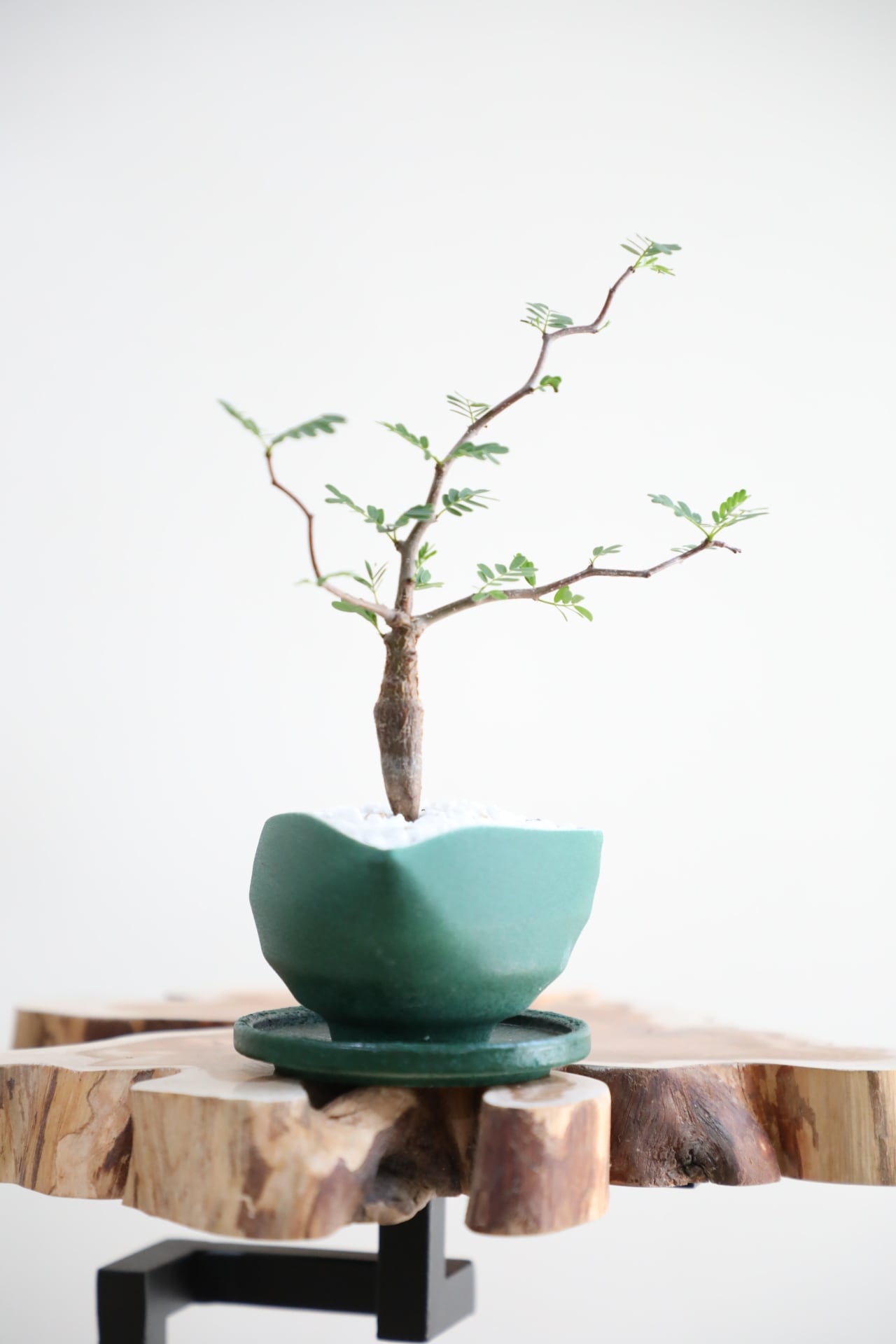 S】センナ メリディオナリス/Senna meridionalis ※陶器鉢付き | 【厳選