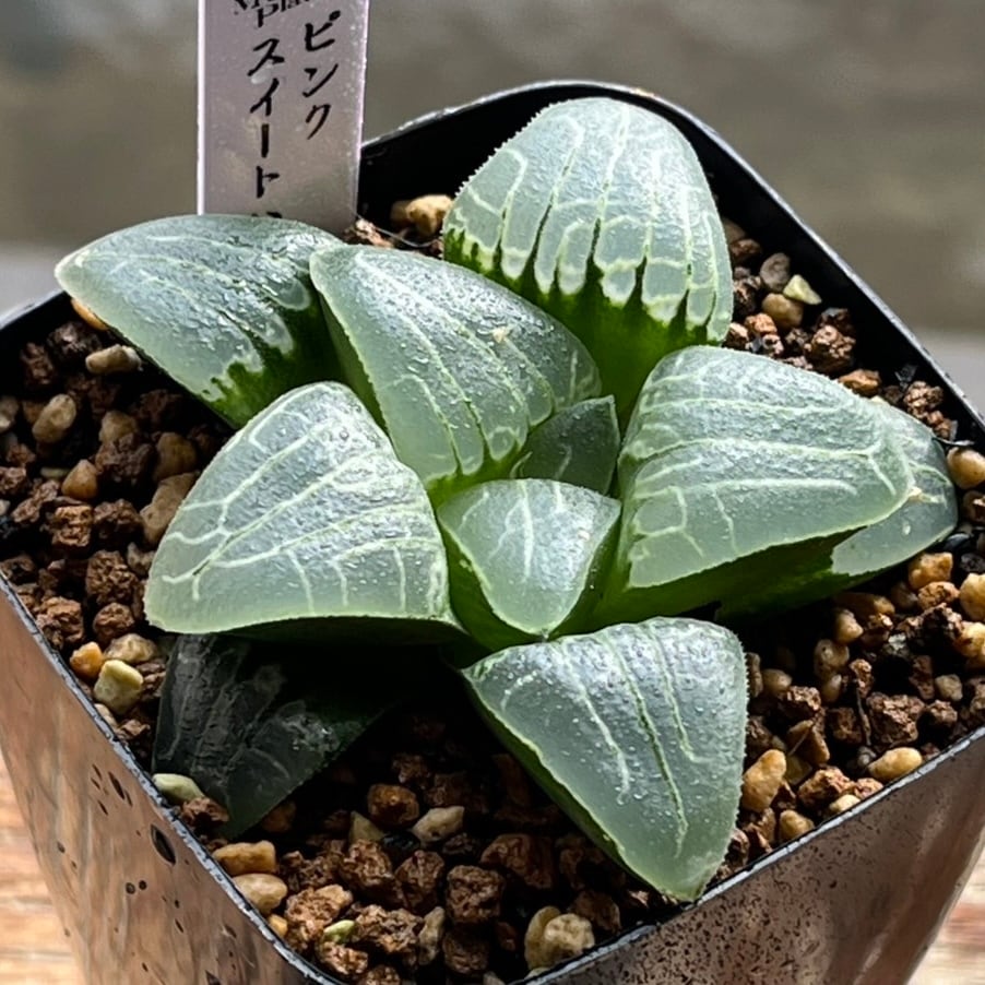 ハオルチア ピンクスイートハート | mocono_plants