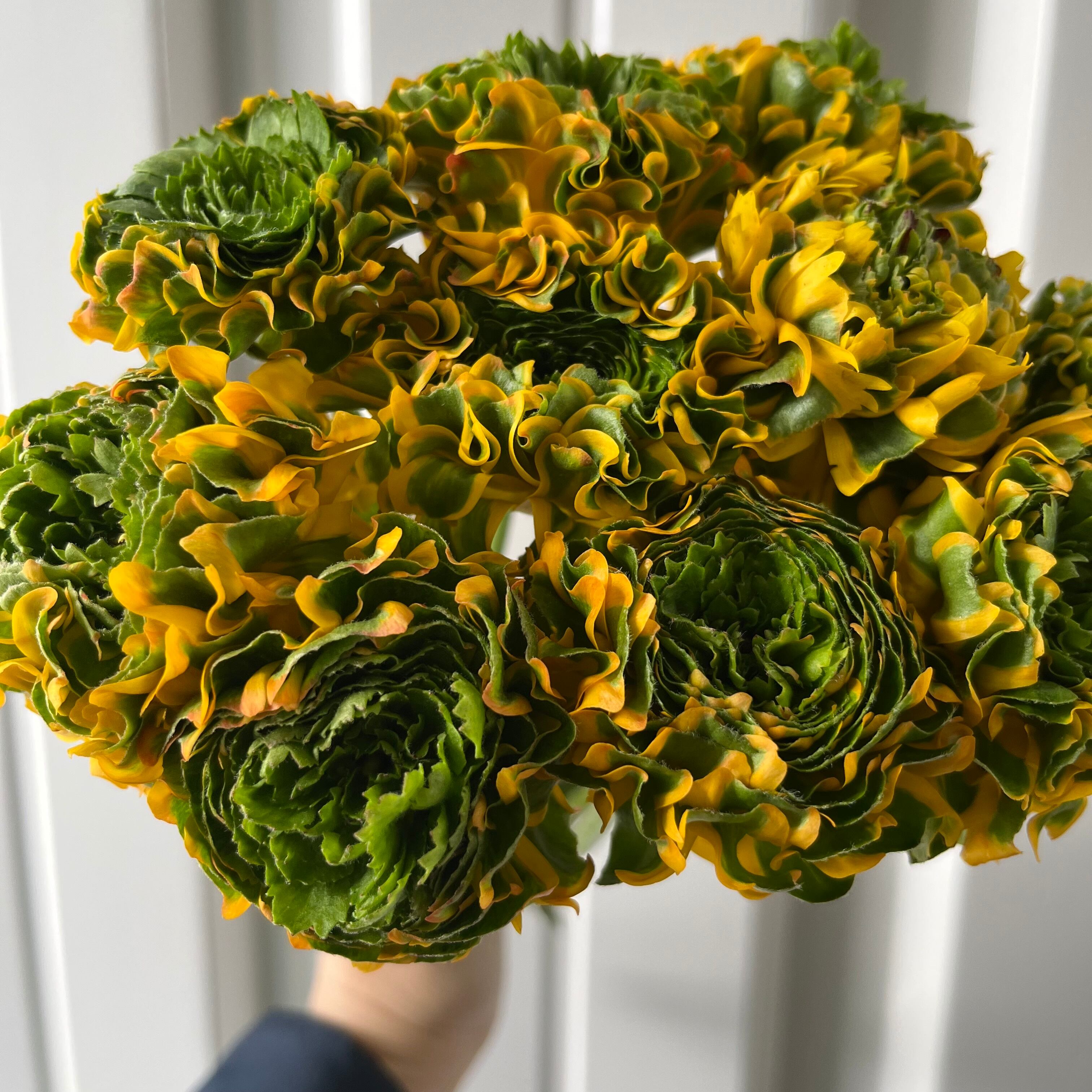 Roses 最新切花品種 マンゴー色のフリルが素敵な【 マンゴー・リーバ