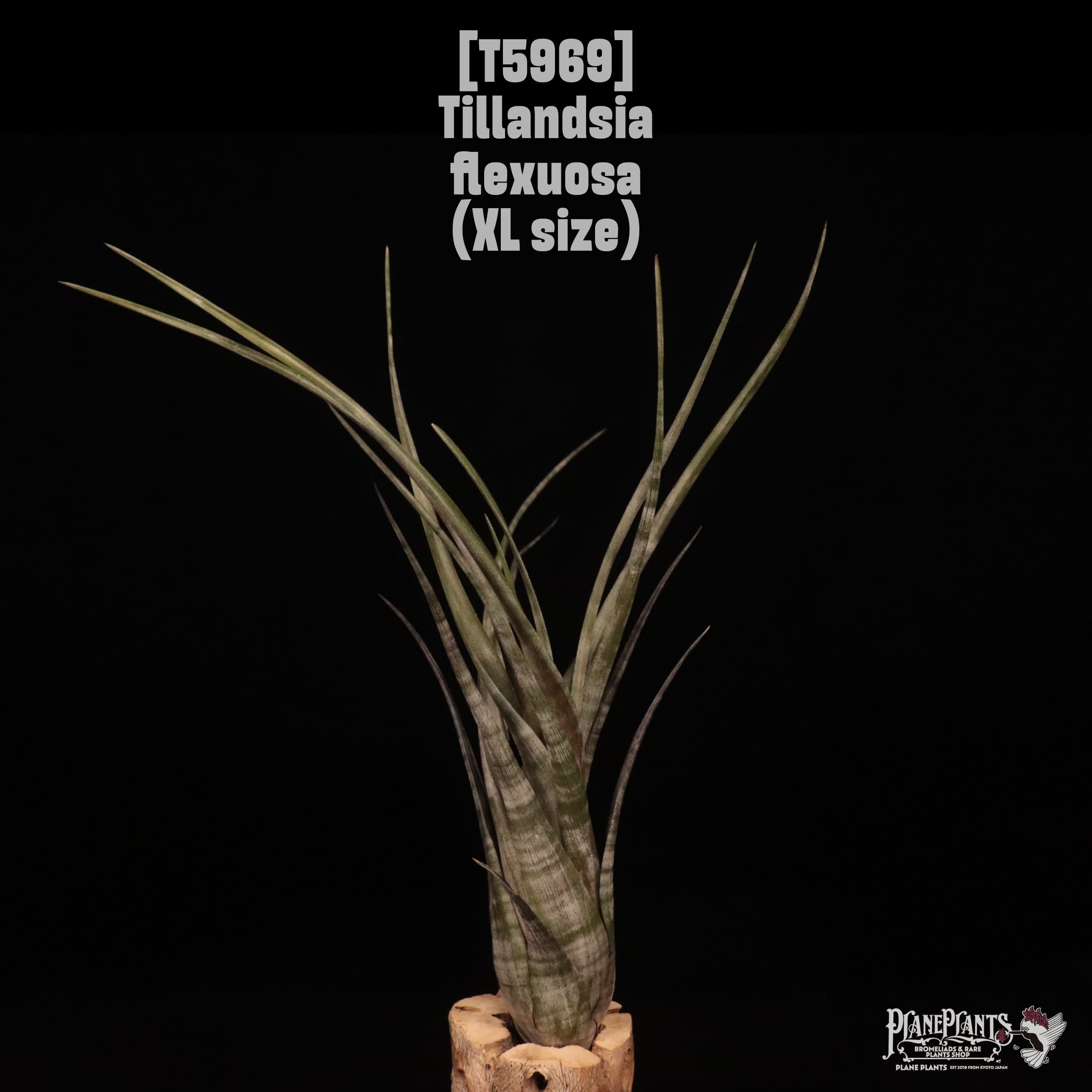 Tillandsia flexuosa〔ティランジア〕T5969