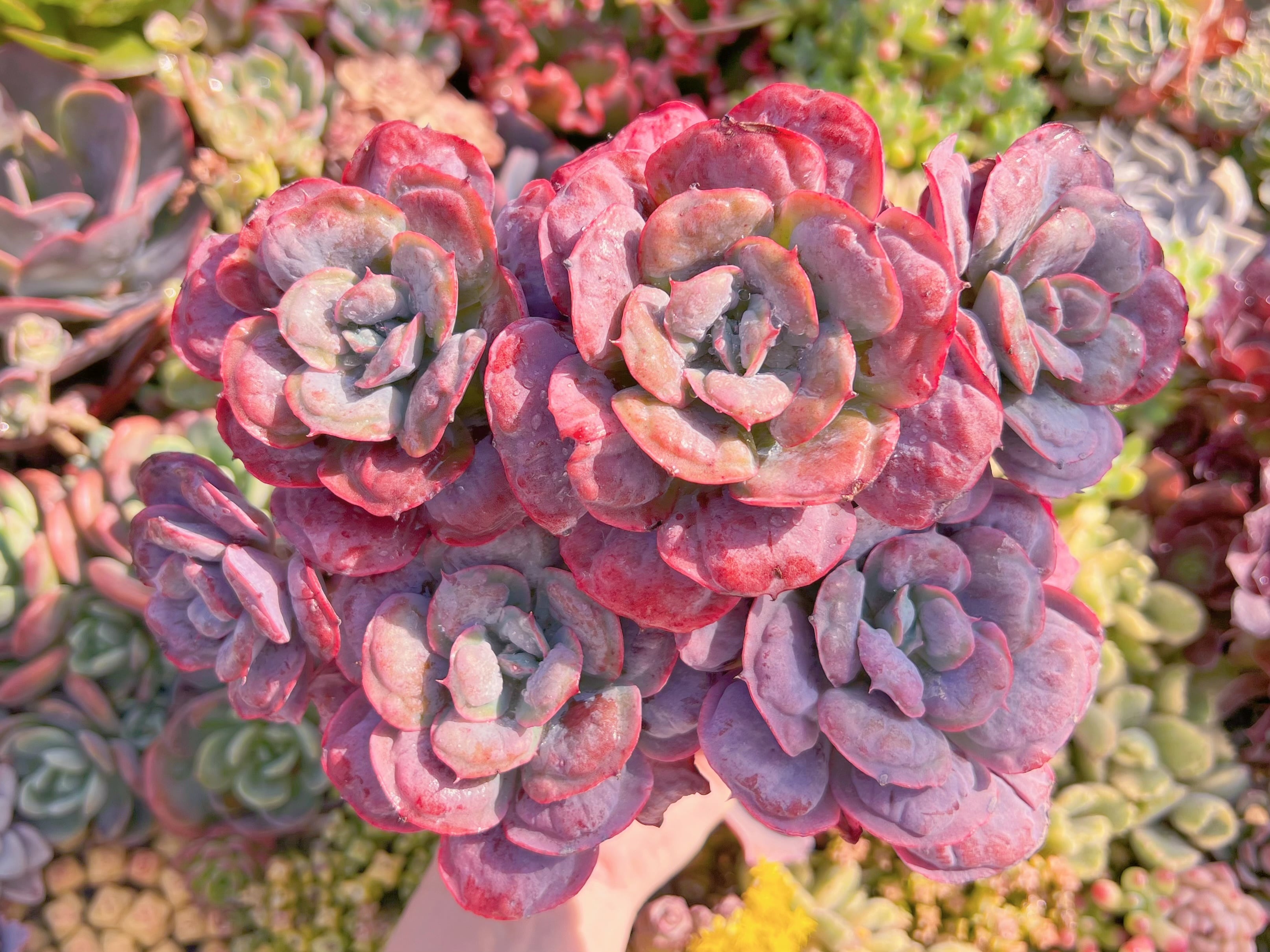 現品　ハートディライト#M243　特大群生　るる農園