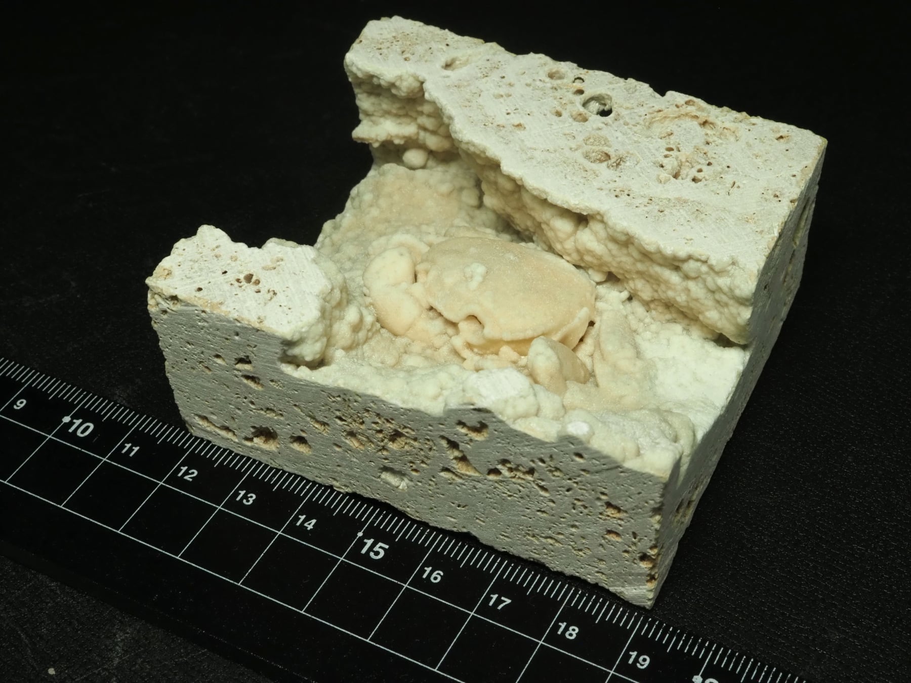 カニの化石【Potamon sp.】【272 g】トルコ共和国産/蟹/エビ/魚 | 化石