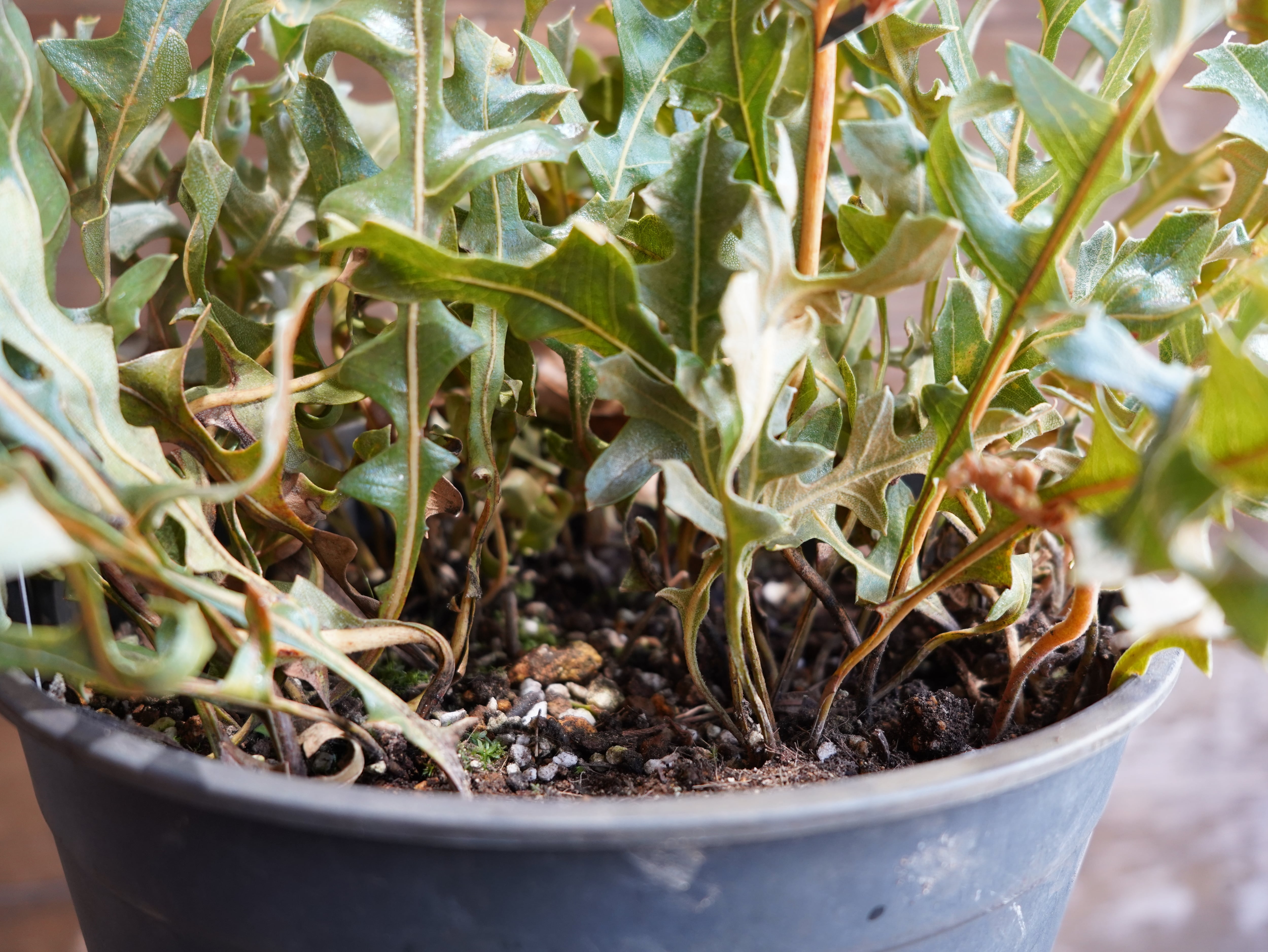 【現物】バンクシア　"レペンス"　B