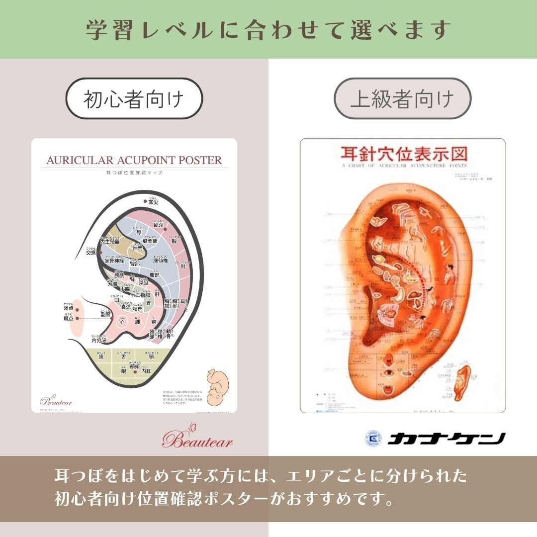 耳つぼ表示図ポスター｜耳にある器官のつぼをわかりやすく《上級者向け