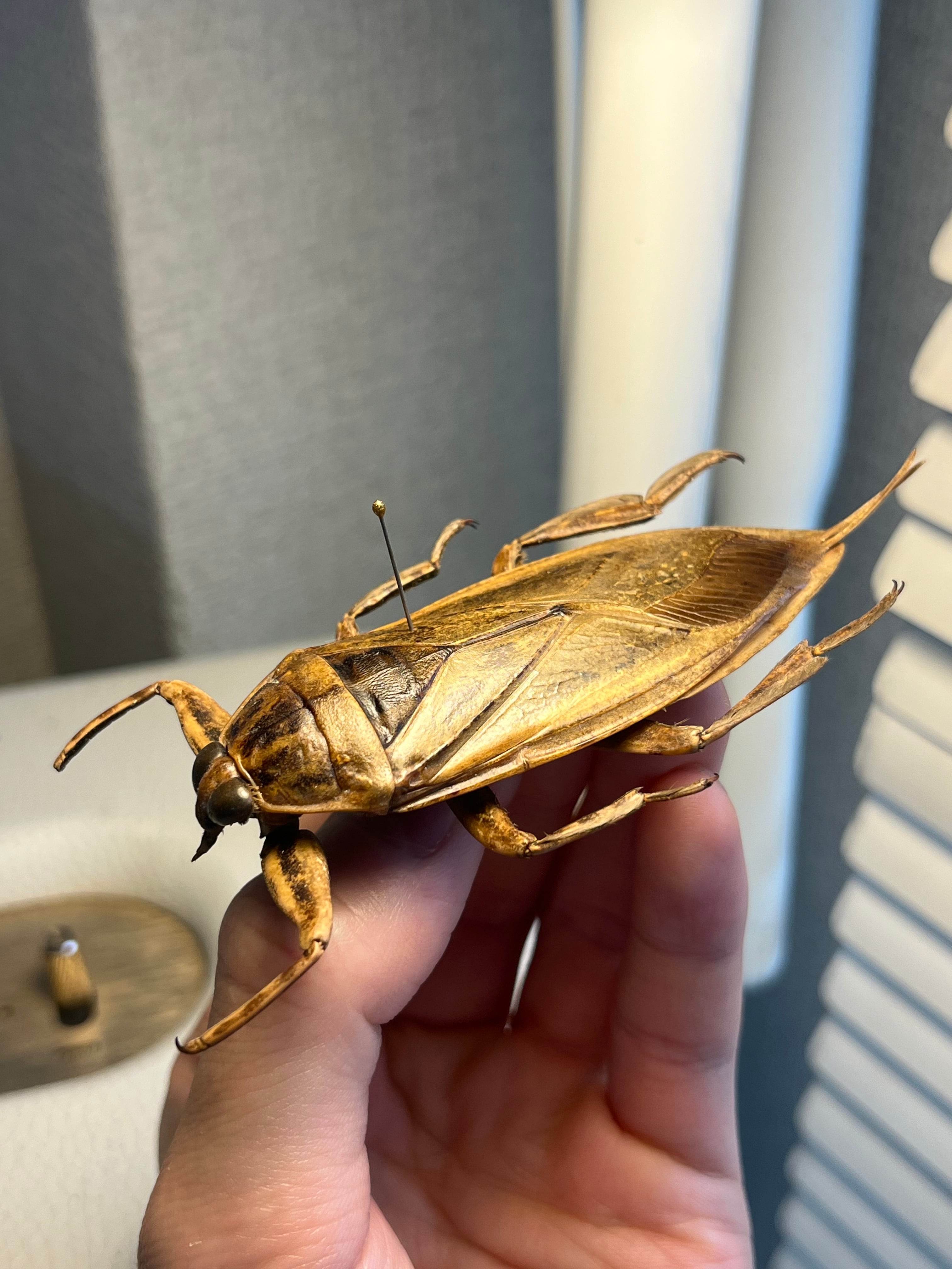 田亀最大級】ナンベイオオタガメの昆虫標本 タランチュラムカデ