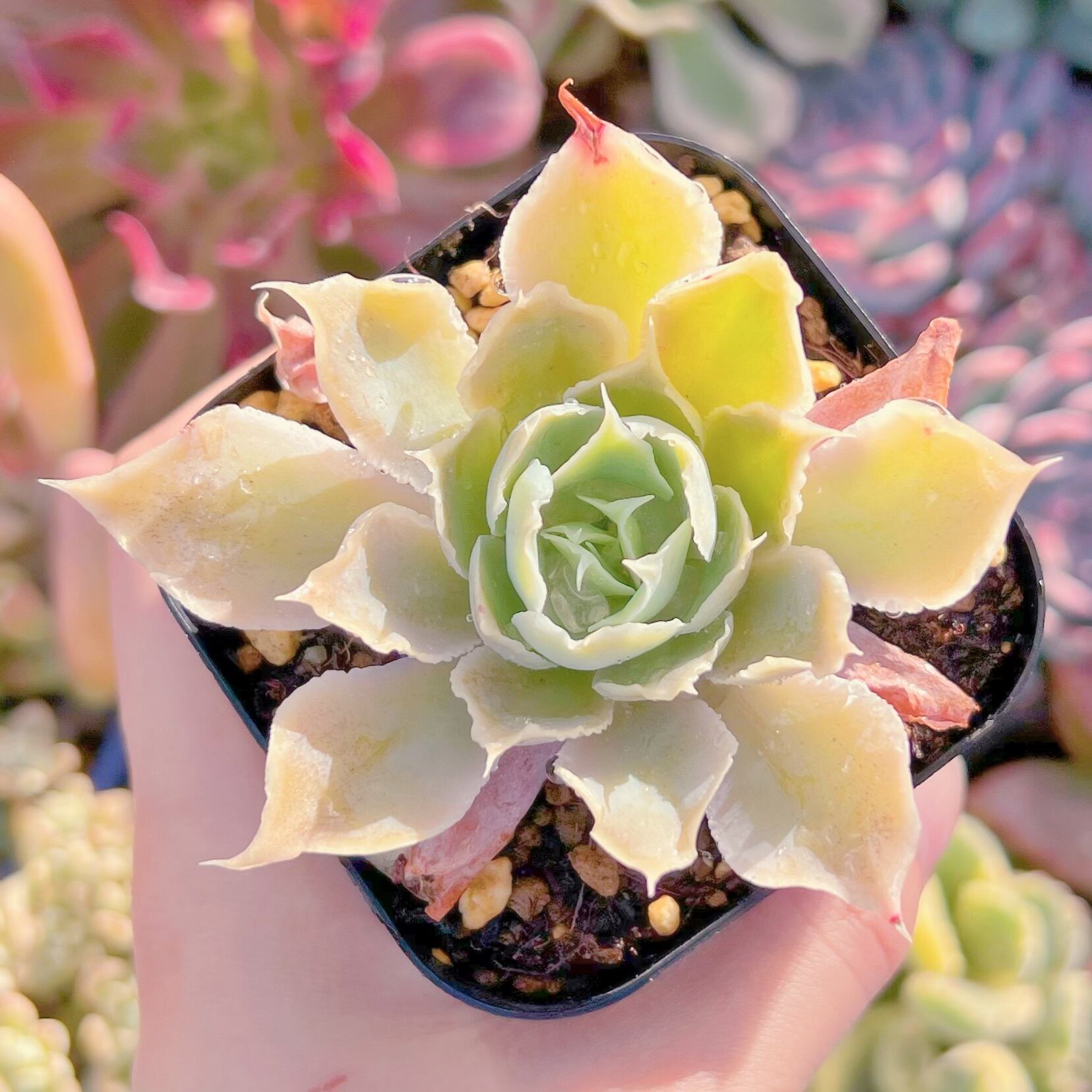 現物　シムランシス#780   古株　るる農園