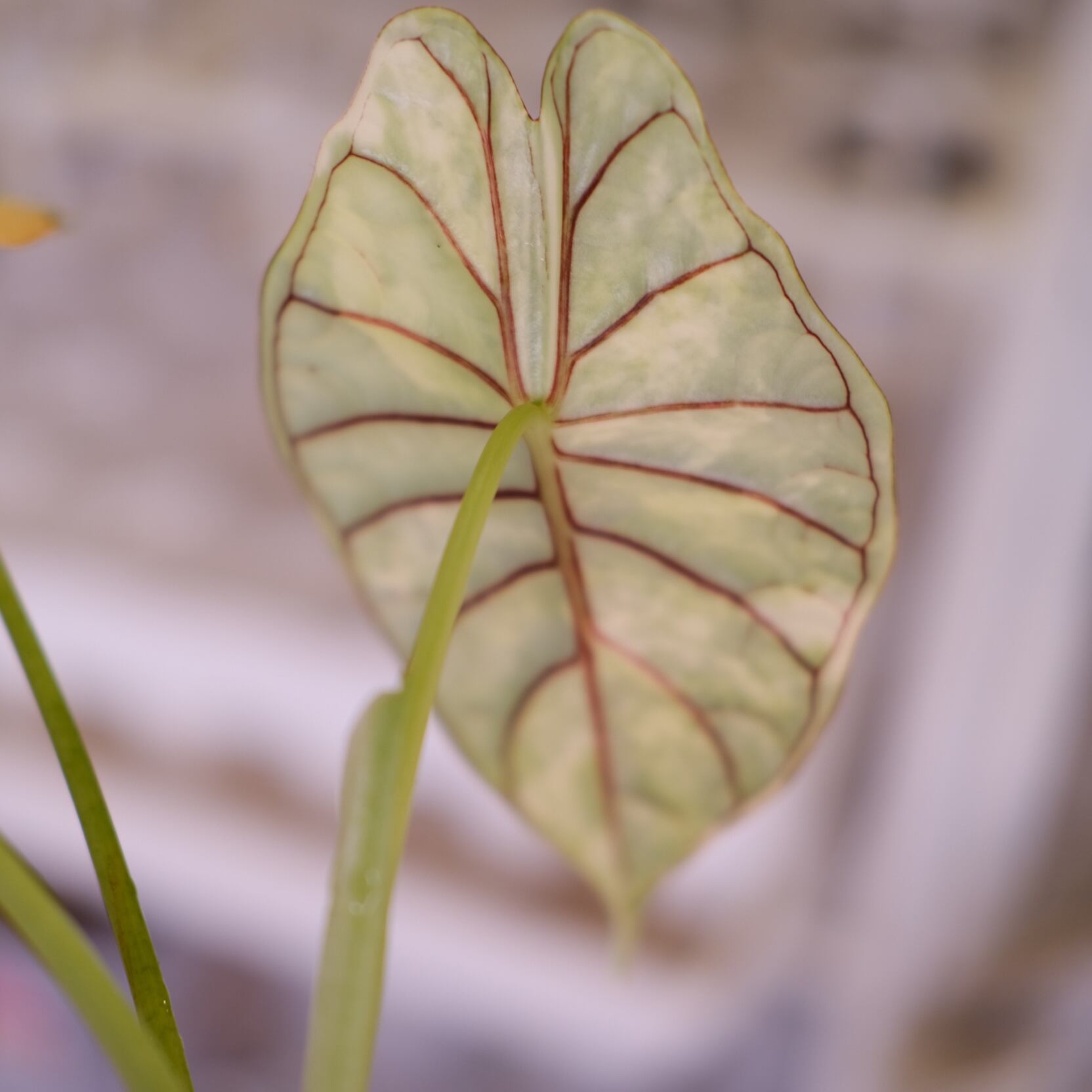 アロカシア　ドラゴンスケール　斑入り Alocasia Dragon var Alocasia dragon scale varigated│アロカシア ドラゴンスケール 斑入