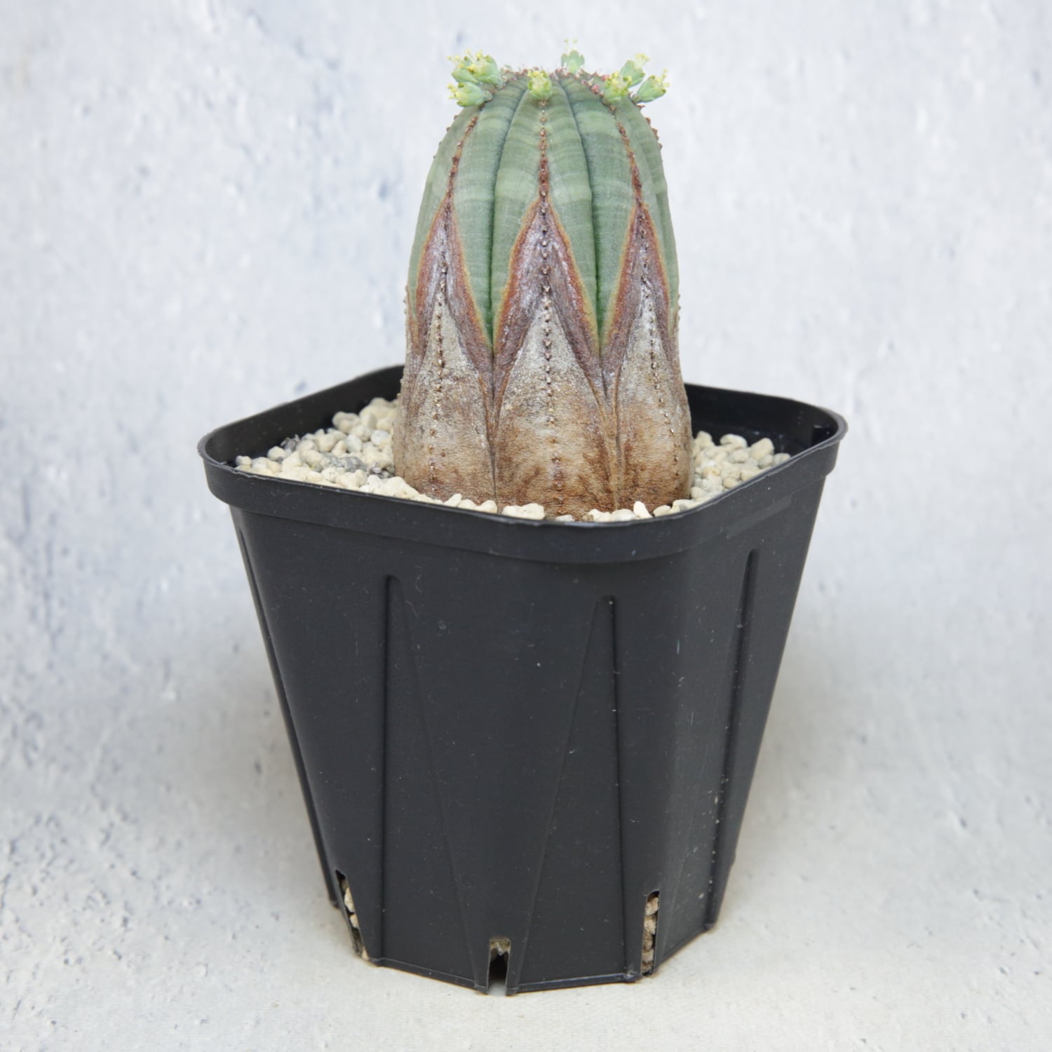 メス株 超美模様 木質化 マイクロオベサ / ユーフォルビア