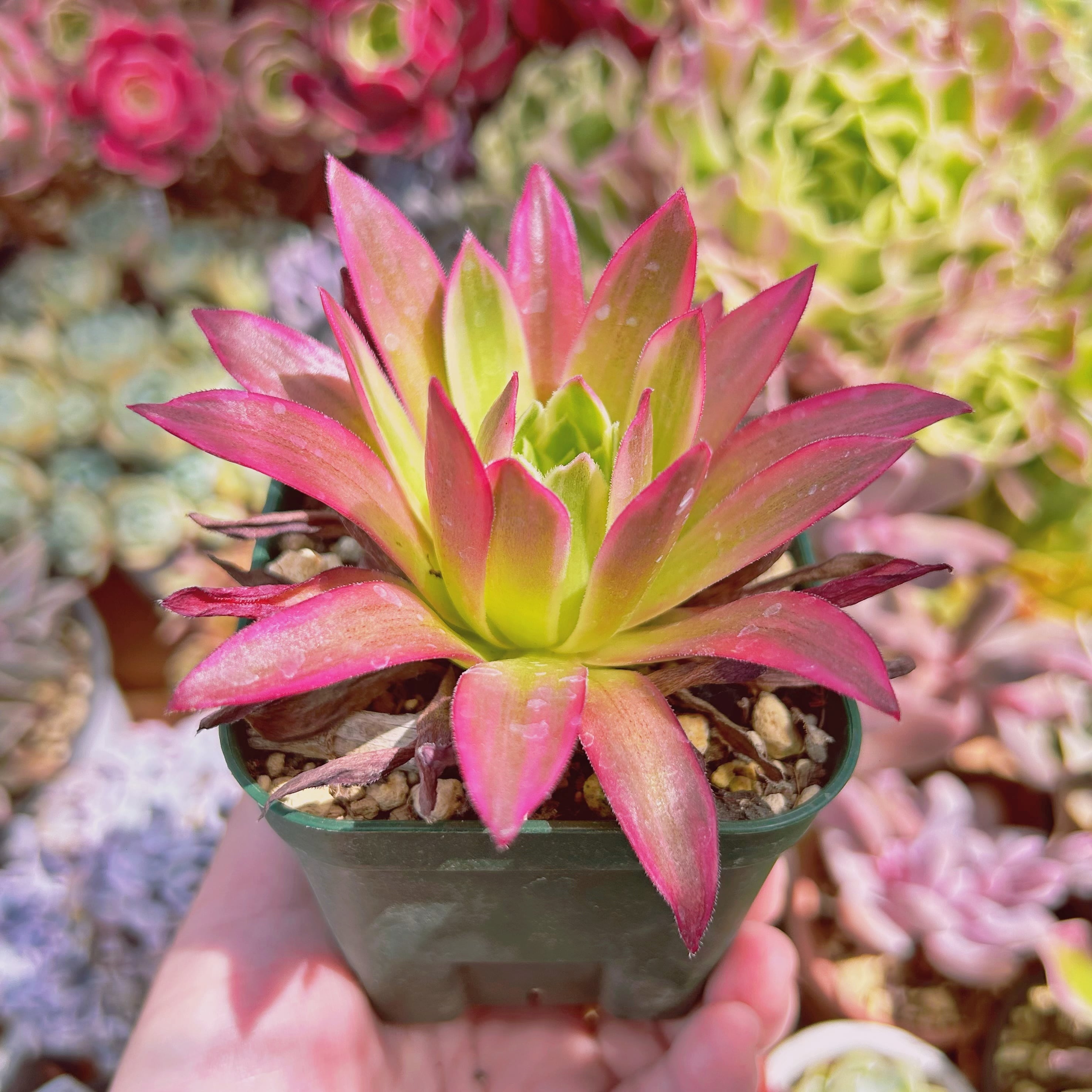 多肉植物 鳳凰錦 大苗 | るる農園~多肉植物専門
