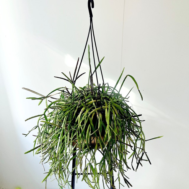 大サイズ 森林サボテン リプサリス ミクランサ ハンギング 観葉植物 calm cafe