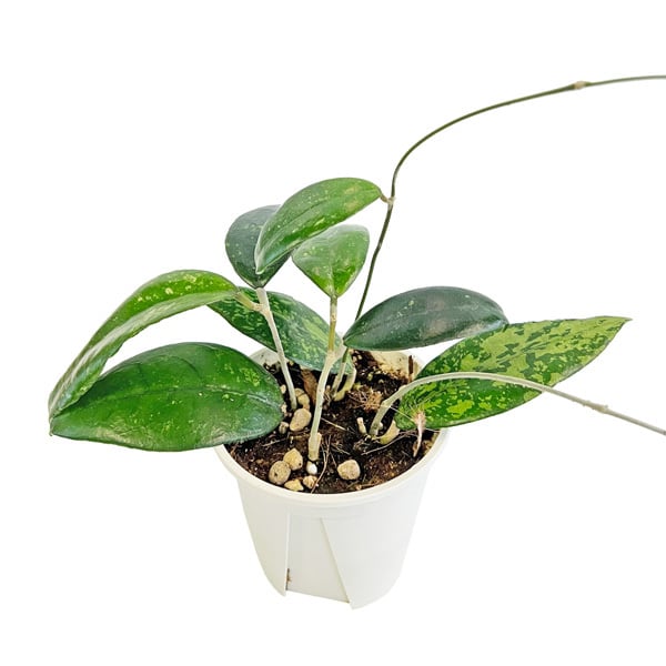 現品販売 ホヤ Hoya AH-0035 3.5号 ホヤ 鷲尾園芸 希少 レア 観葉植物