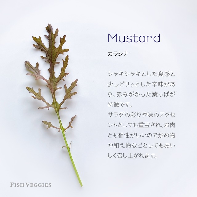 【FISH VEGGIES】ミックスハーブ 20g　化学肥料/農薬不使用だから安心して食べられる