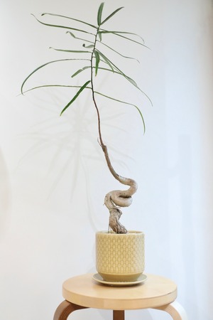 【M】ボトルツリー/Brachychiton rupestris　※陶器鉢付き