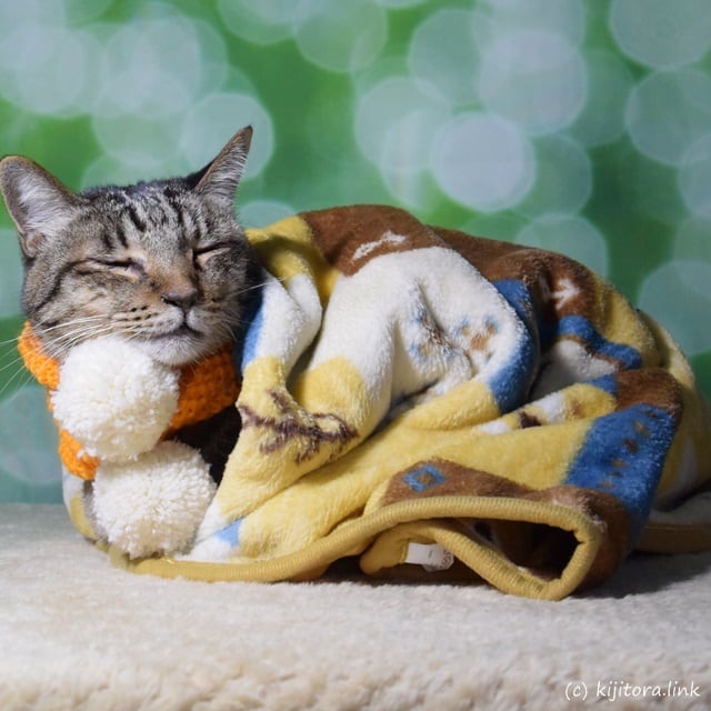 猫専用マフラー：みゃふら～（手編み：オレンジ色＆白色ボンボン