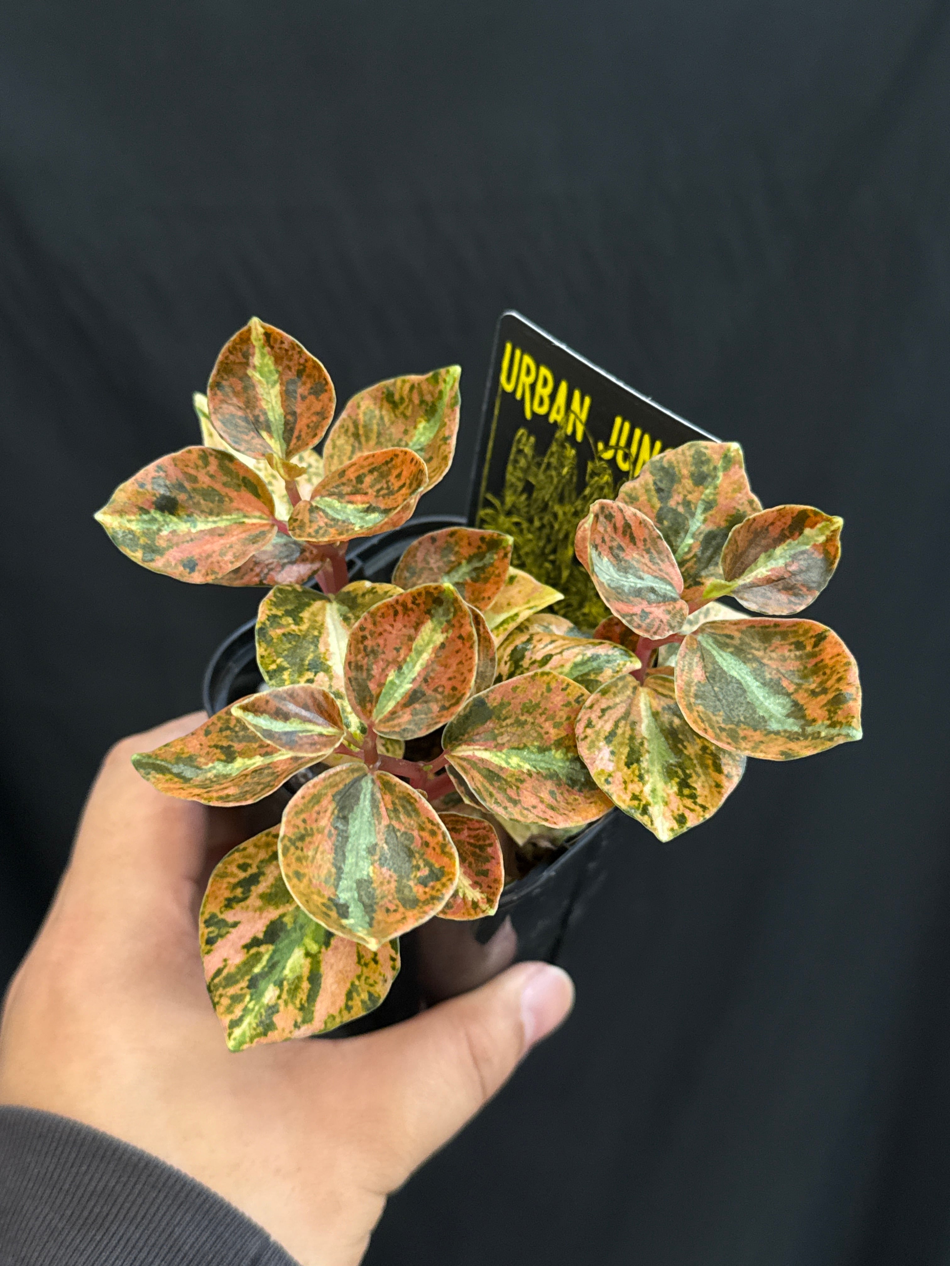 斑入り植物(バリエガータ・錦) | Gardenえん 【観葉・アロイド・ホヤ】