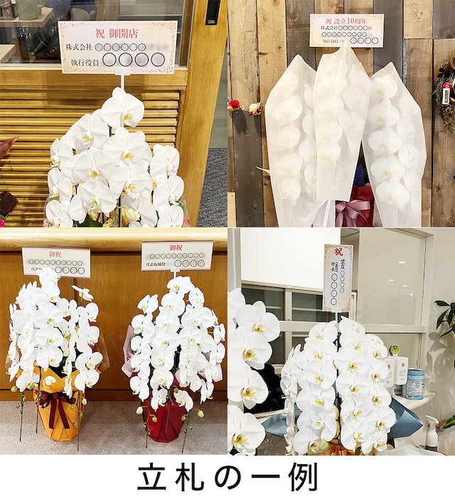 胡蝶蘭3本立（36輪前後）【送料込み30,000円】