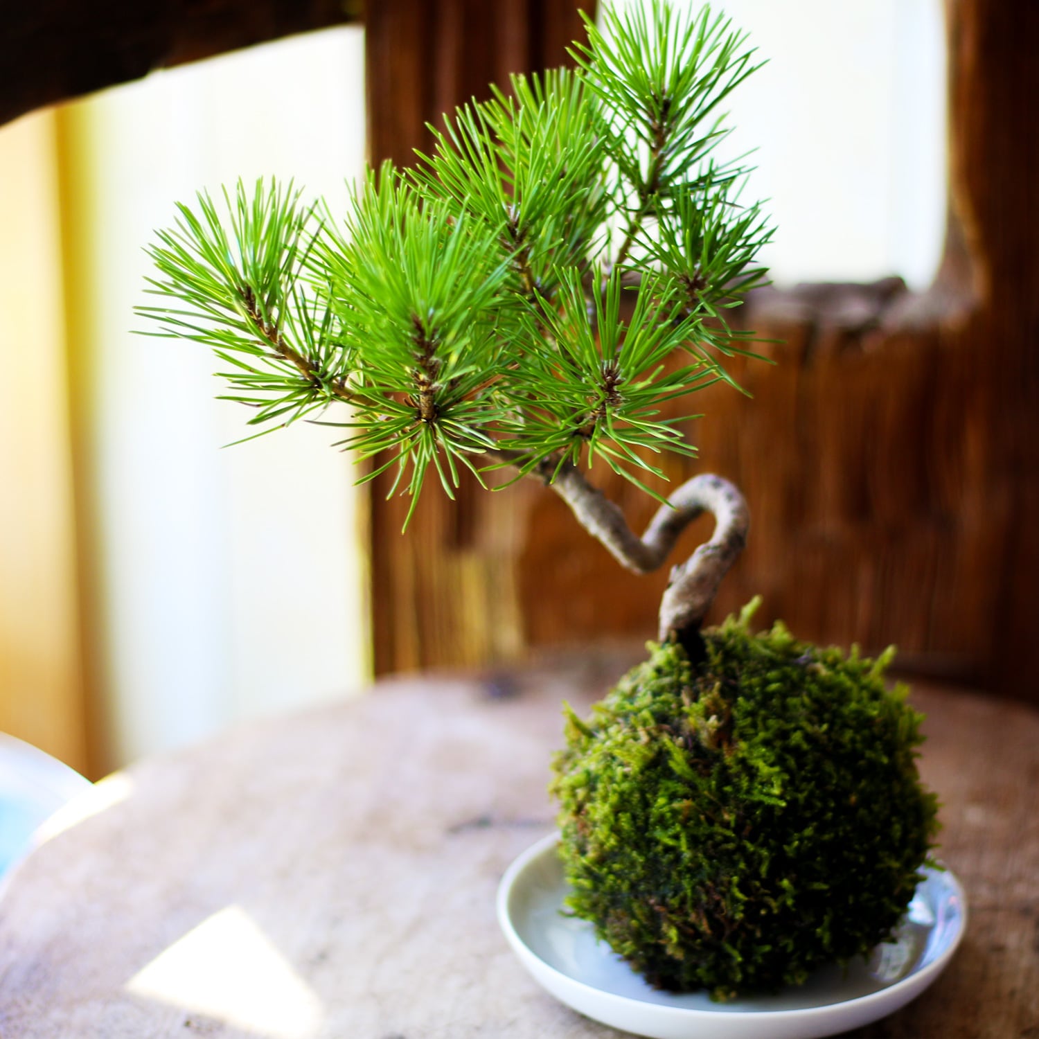 禅スタイルシリーズ 苔玉 「酒田の黒松」 | 花と植物のフラワーギフト