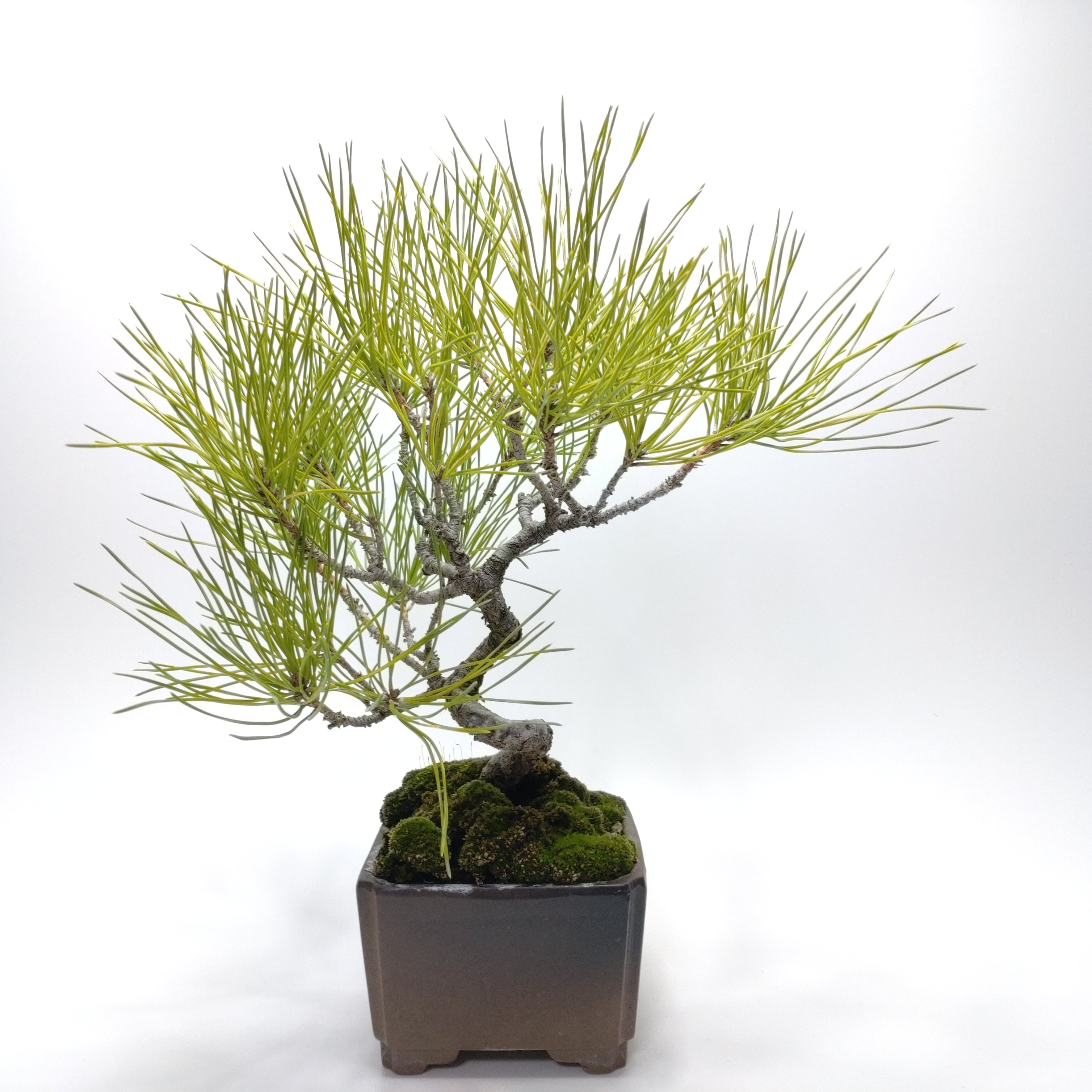 馬酔木（アセビ）盆栽 SS001 | 盆栽創【Bonsaisou】