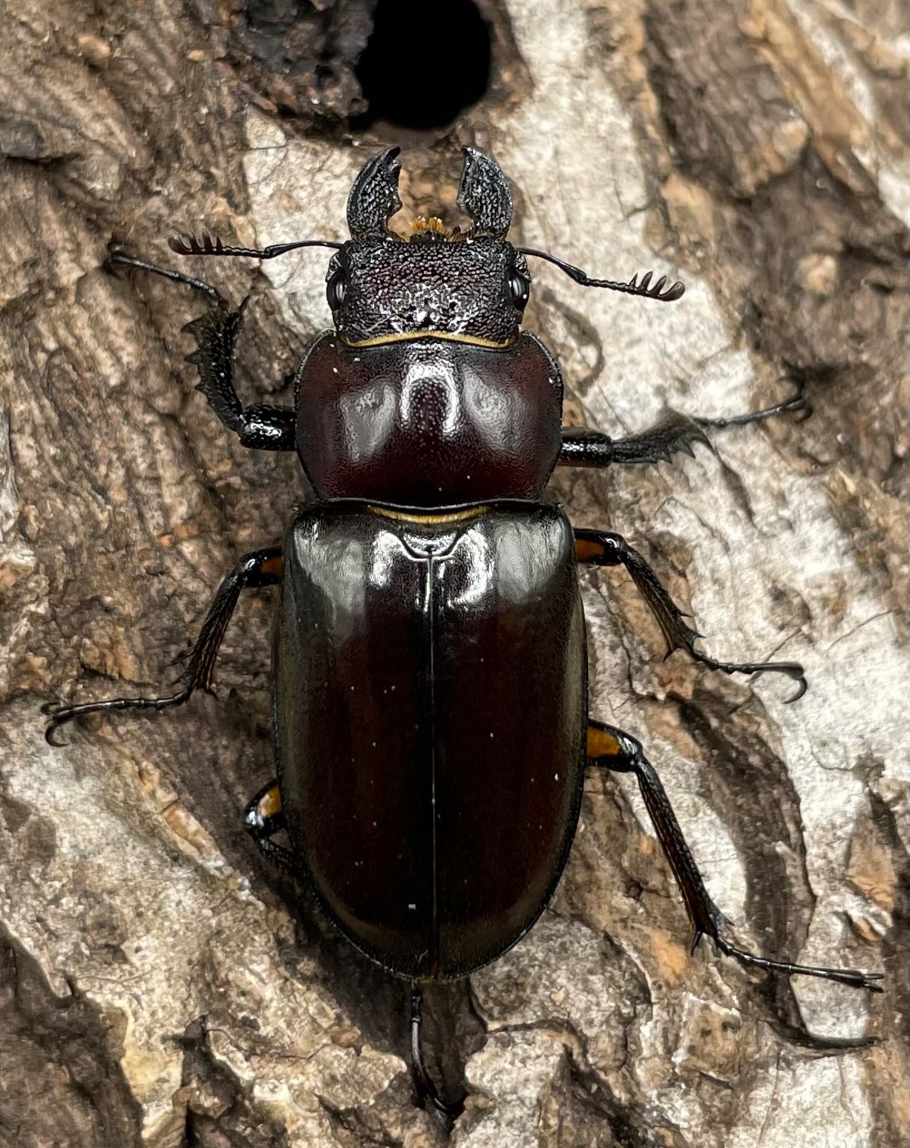 【WD】《ジュシャンミヤマ 41mm ペア》