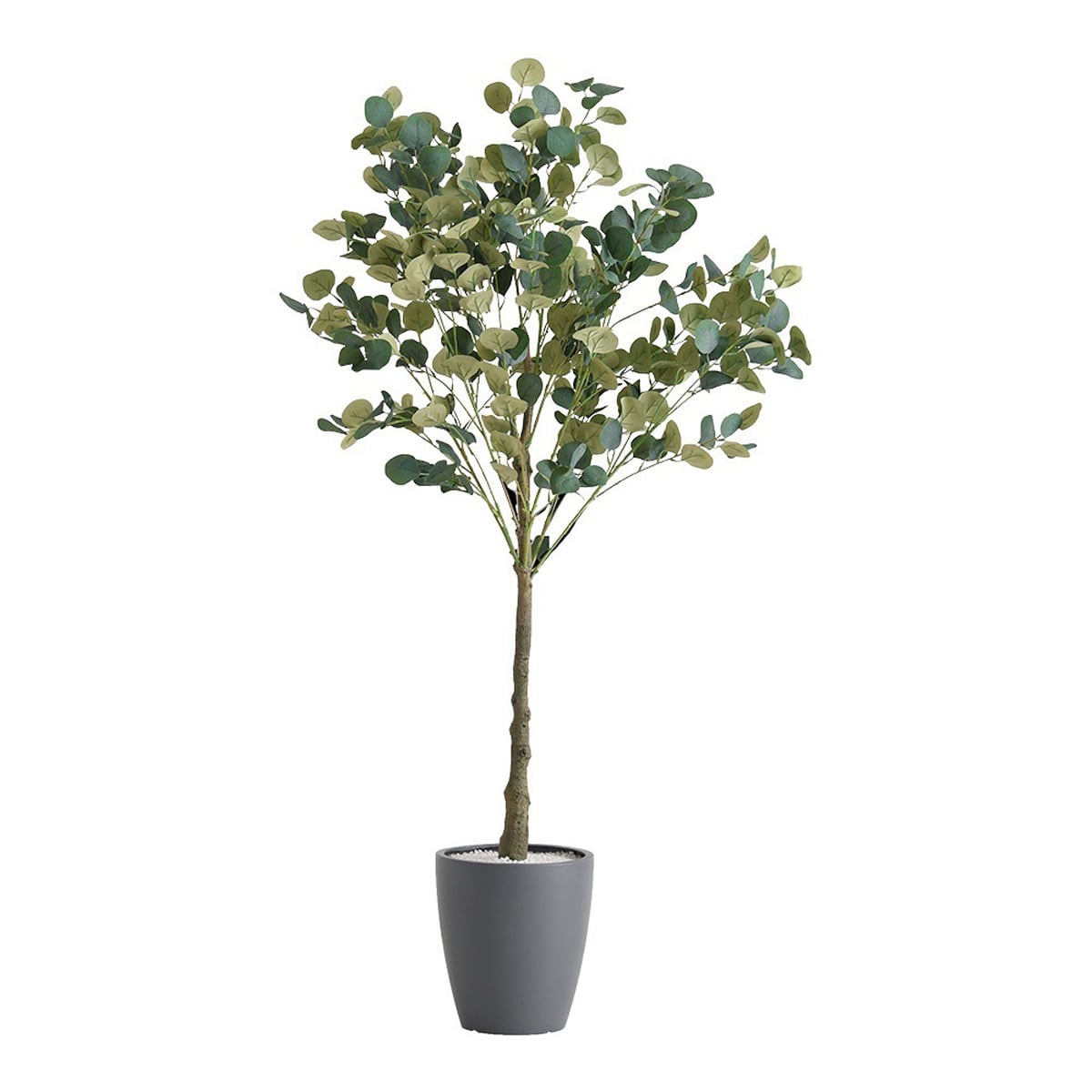 アグラオネマ ピクタム トリカラー 元祖タイプ Aglaonema pictum | Pay ID