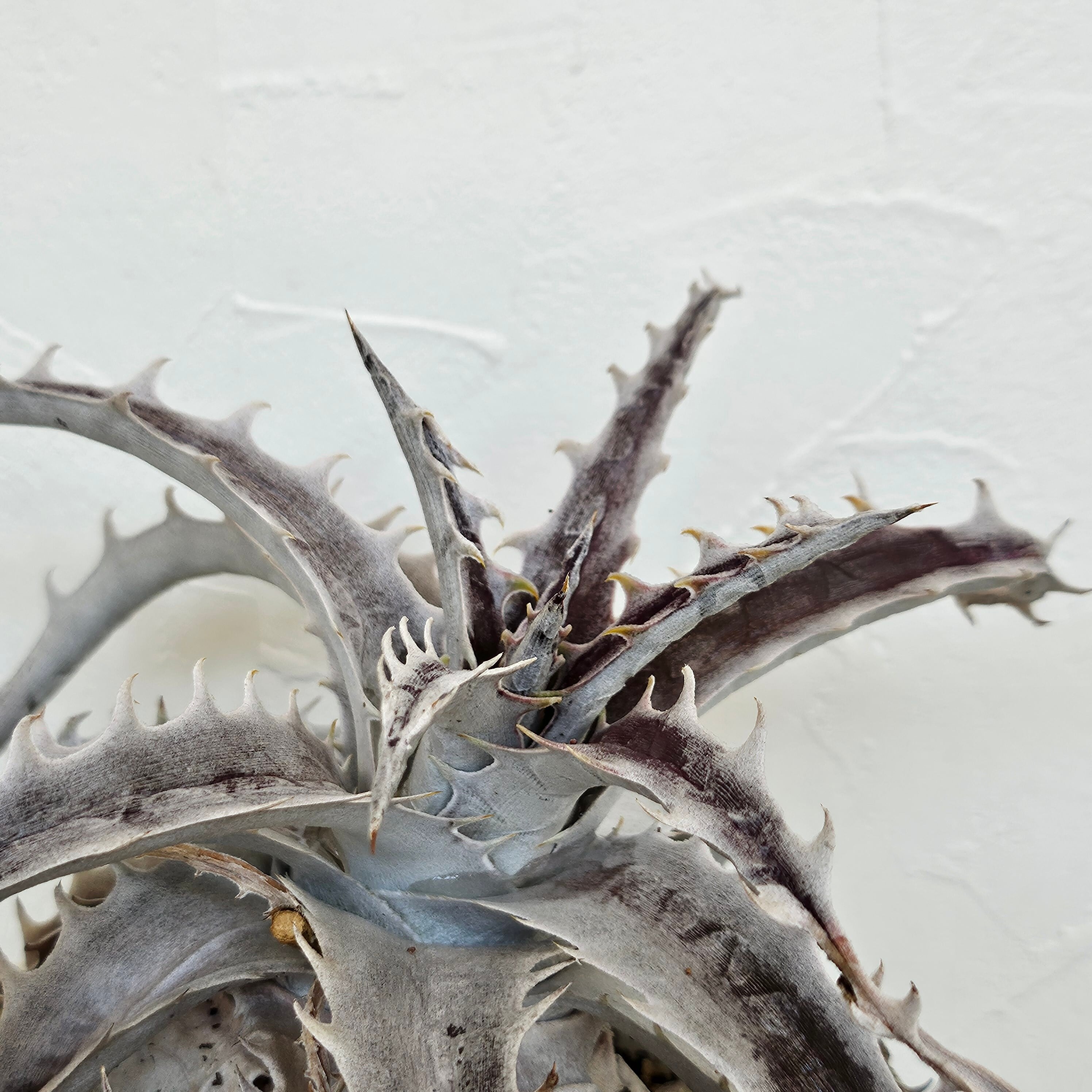 ディッキア フジヤマ Dyckia Fujiyama | Plants Baka
