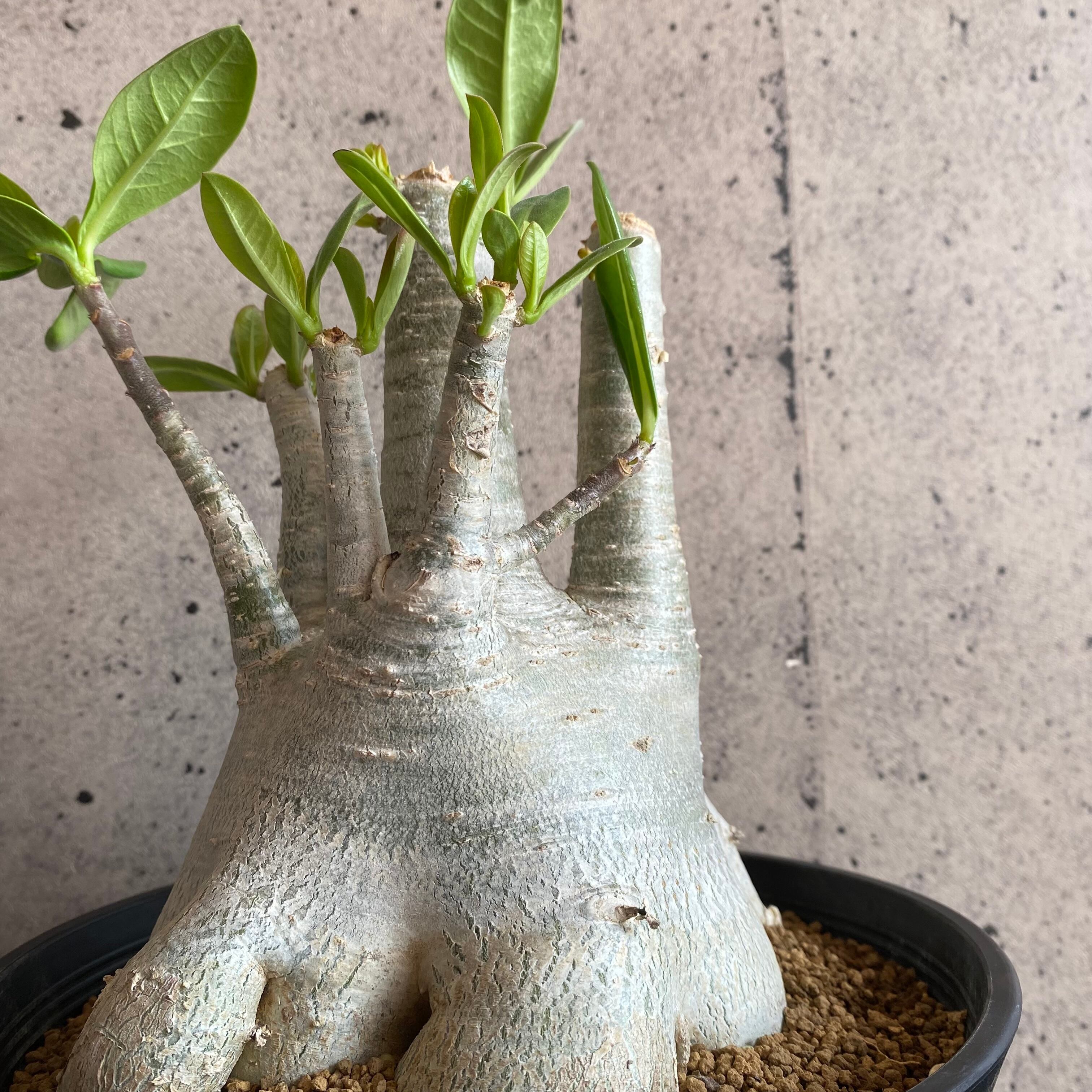 アデニウム オベスム 大株 ［超大型美株］アデニウム ソマレンセ 実生