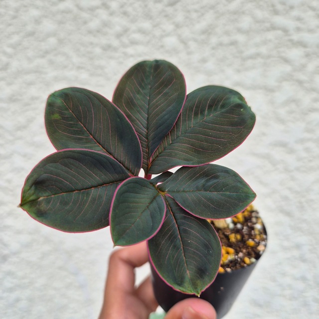 AM26 ♡レア〚 アモルフォファルス アトロビリディス 〛 Amorphophallus Atroviridis 塊根植物 コーデックス