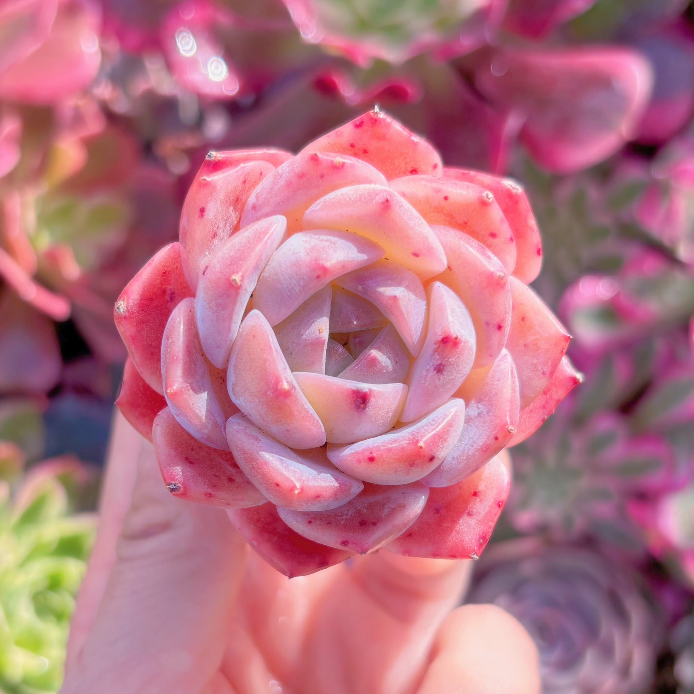 多肉植物　愛神　新入荷　るる農園